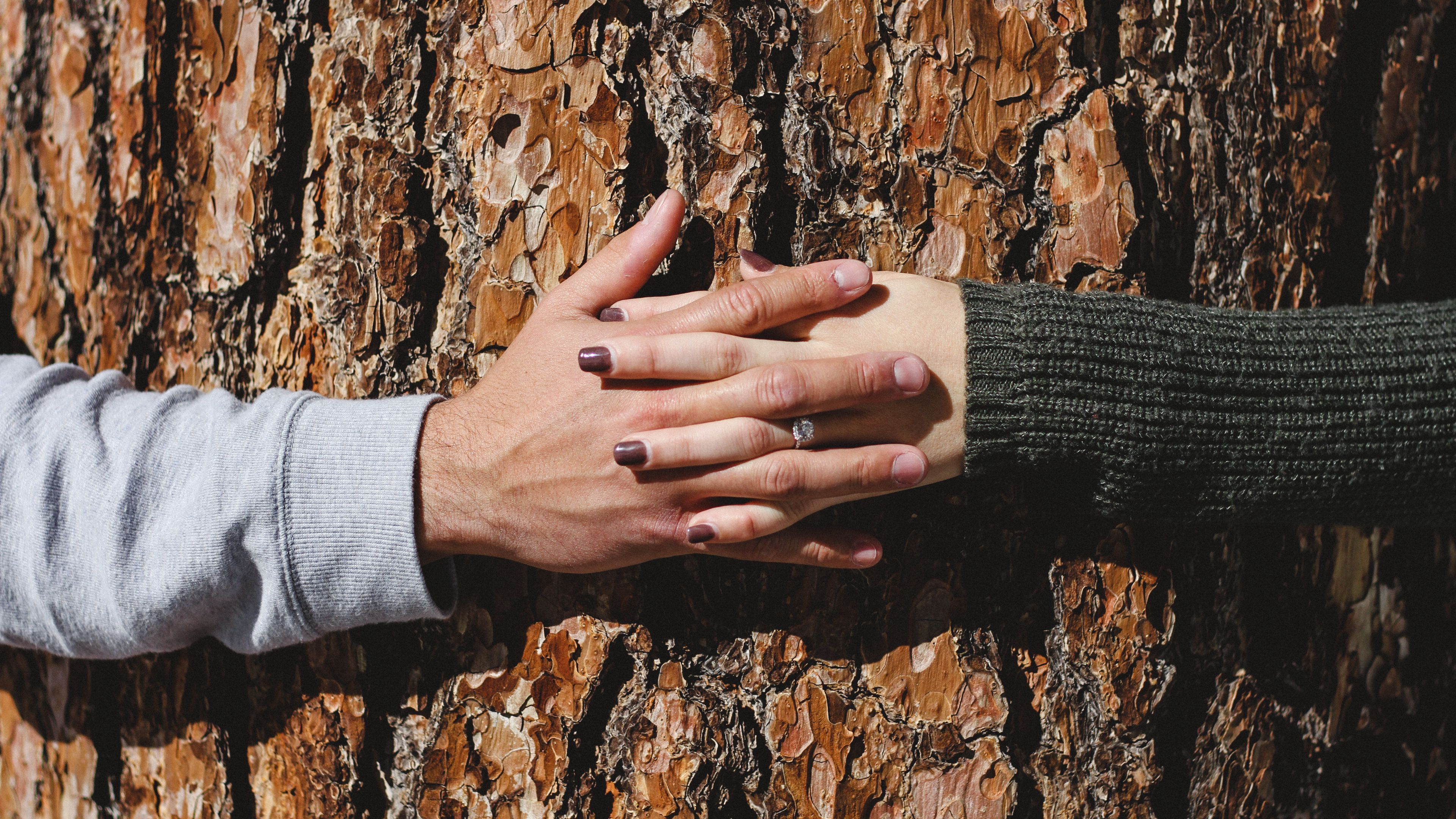 hands, tree, couple, love, 4k, HD Wallpaper
