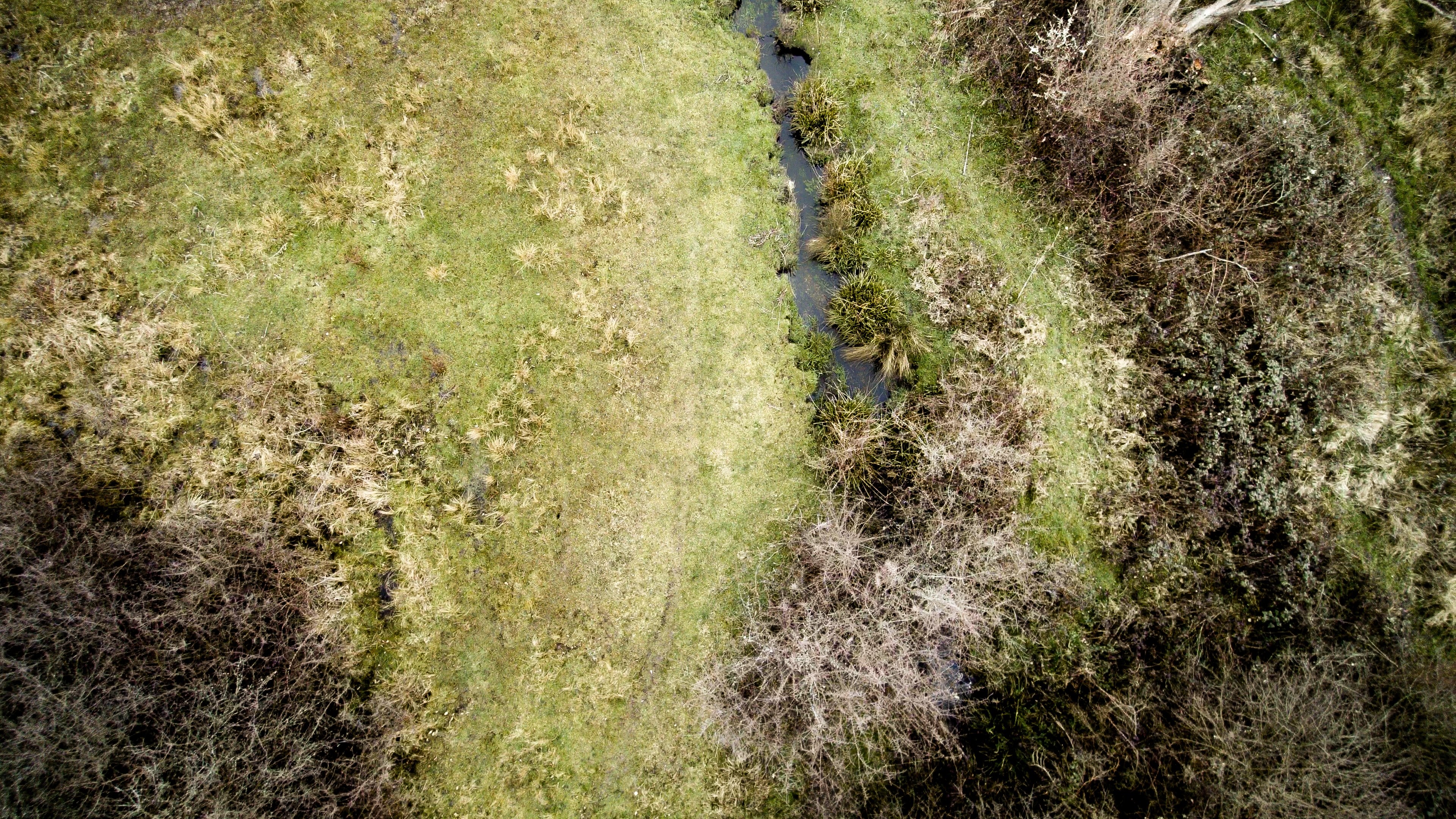wilderness bush grass and field 4k, HD Wallpaper