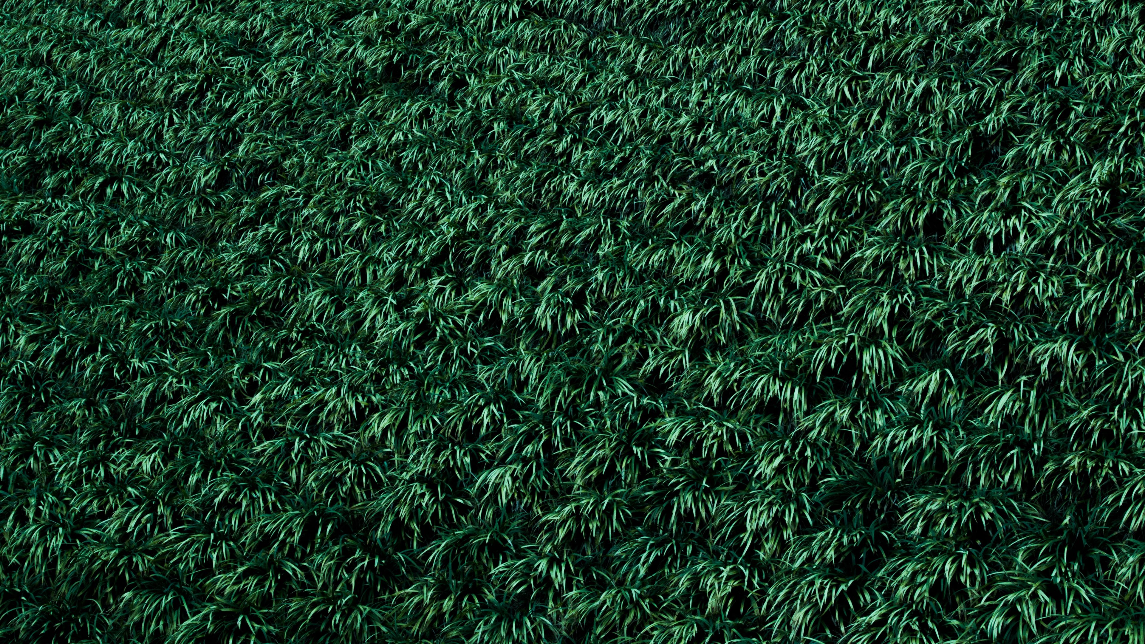 grass, lawn, plants, 4k, HD Wallpaper