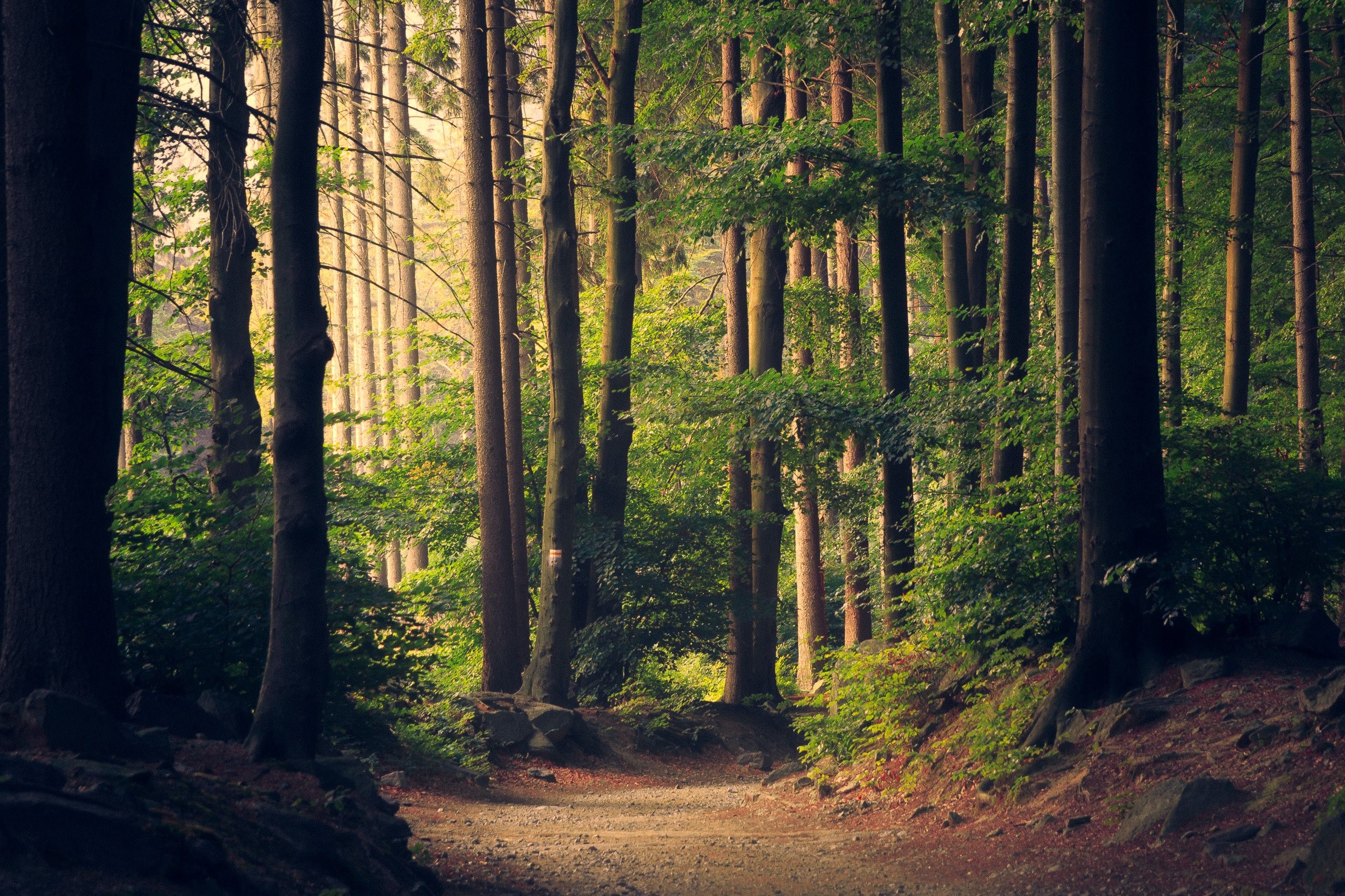 a dirt path in a forest on a bright day, beautiful woodland path 4k, HD Wallpaper