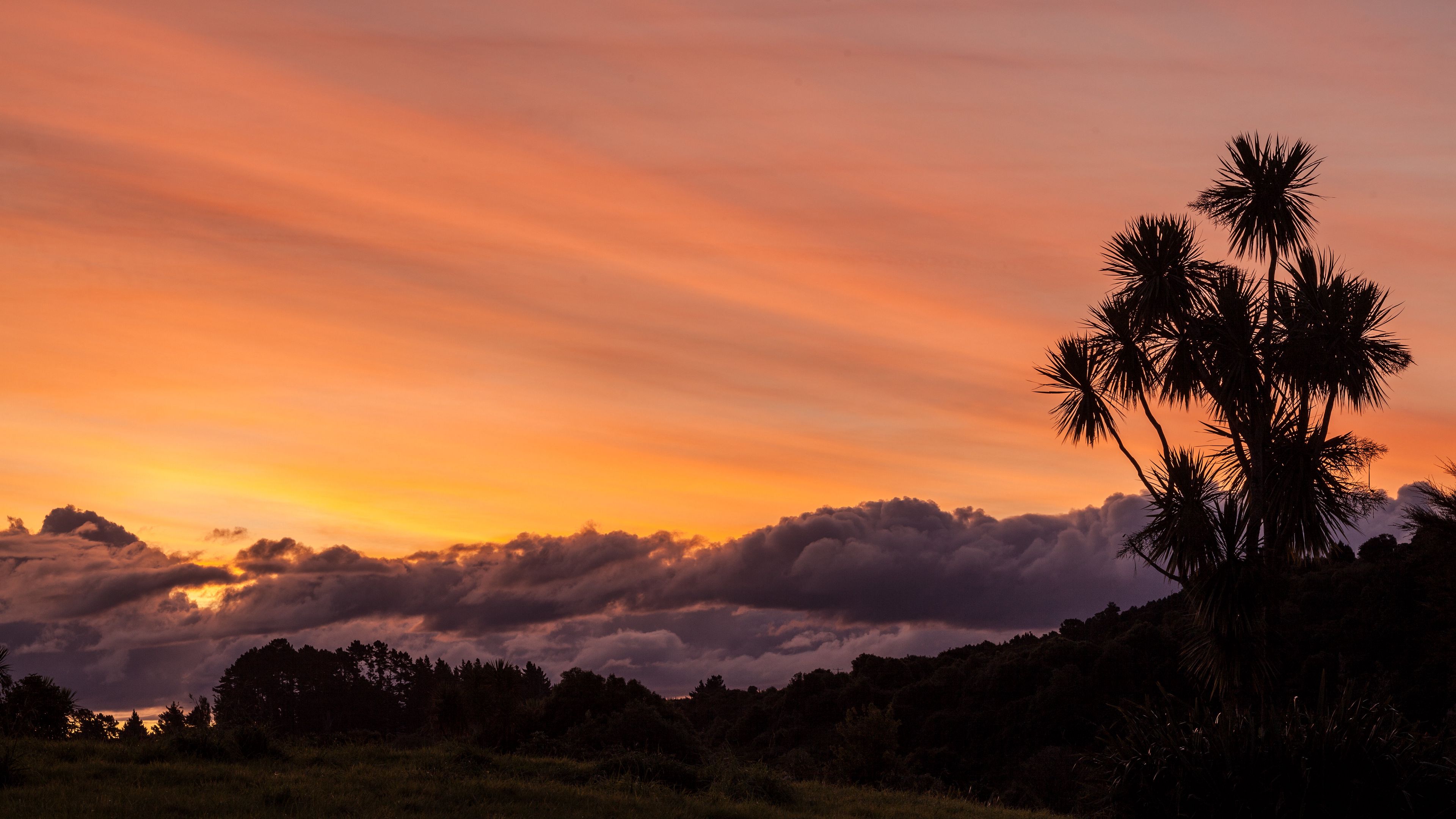 palm, tree, sunset, cloud, 4k, HD Wallpaper