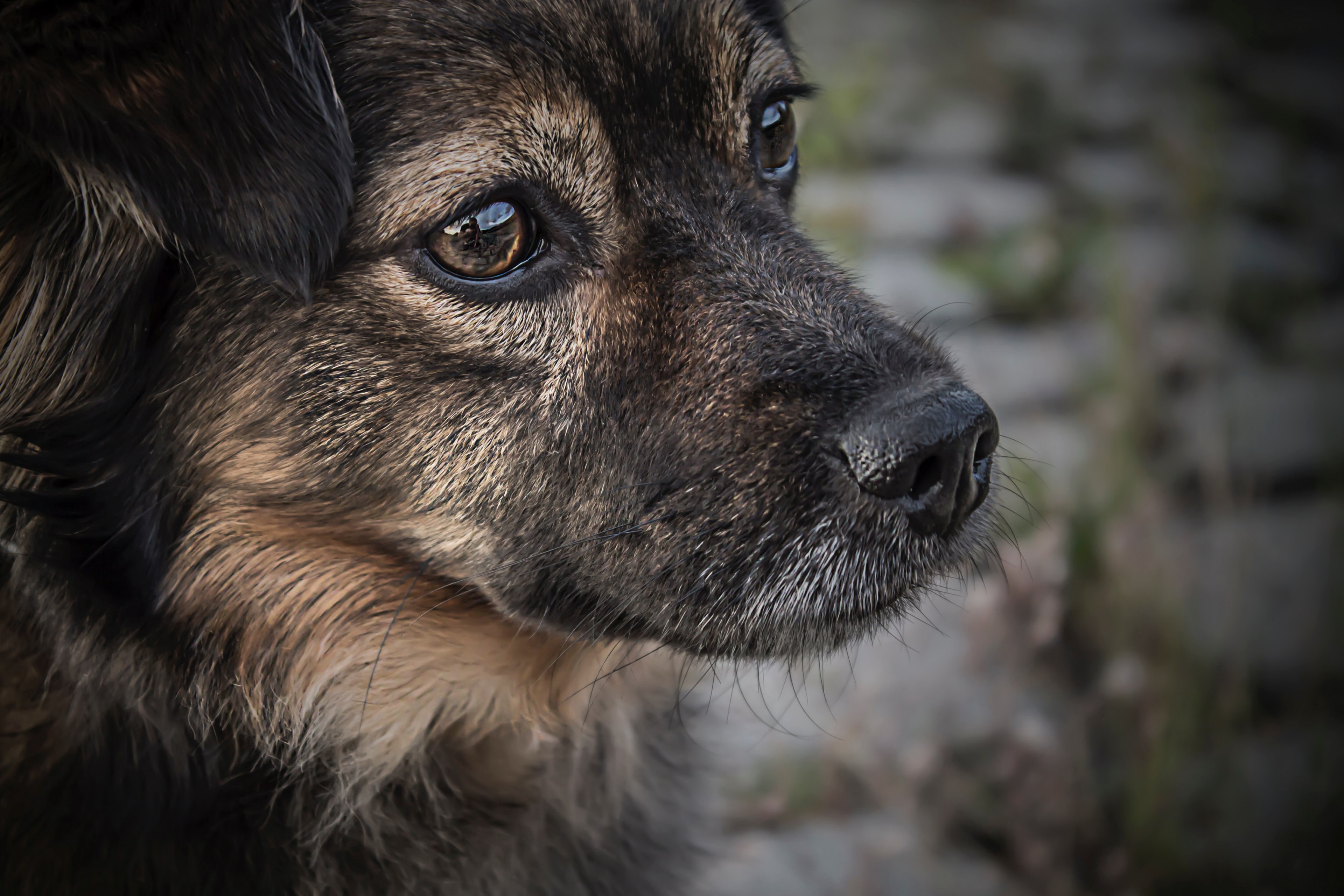 dog animal face and canine 4k, HD Wallpaper
