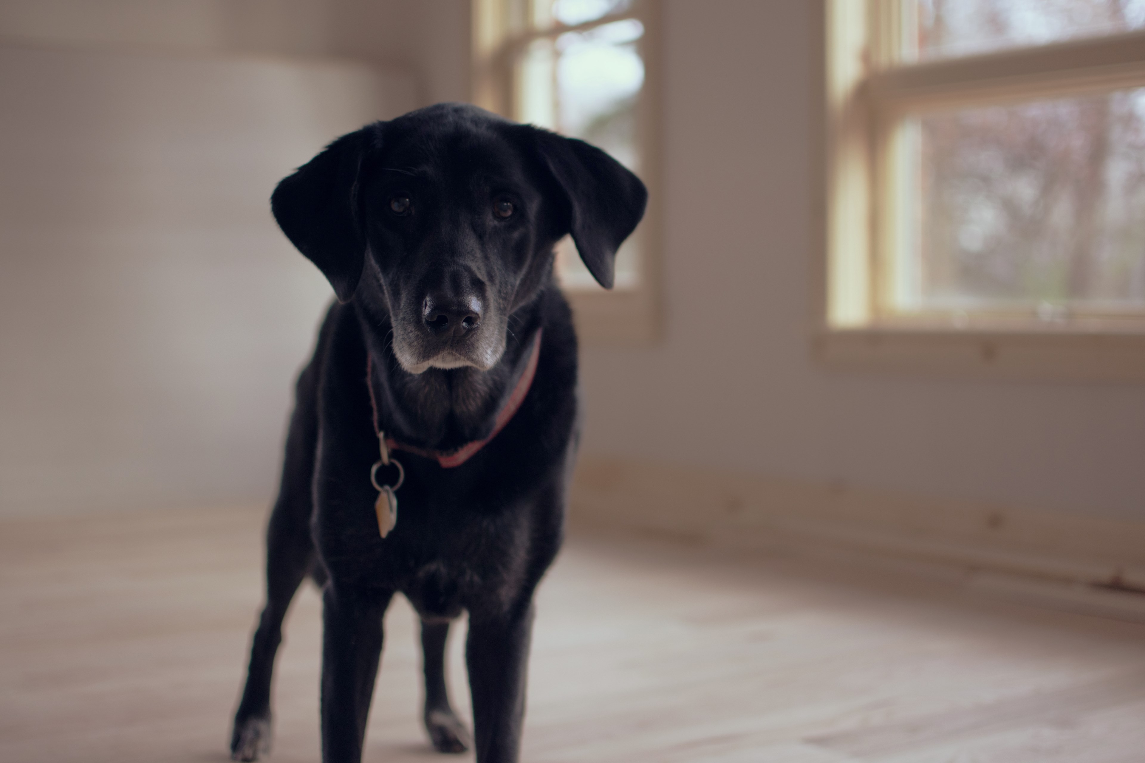 dog animal collar and canine 4k, HD Wallpaper