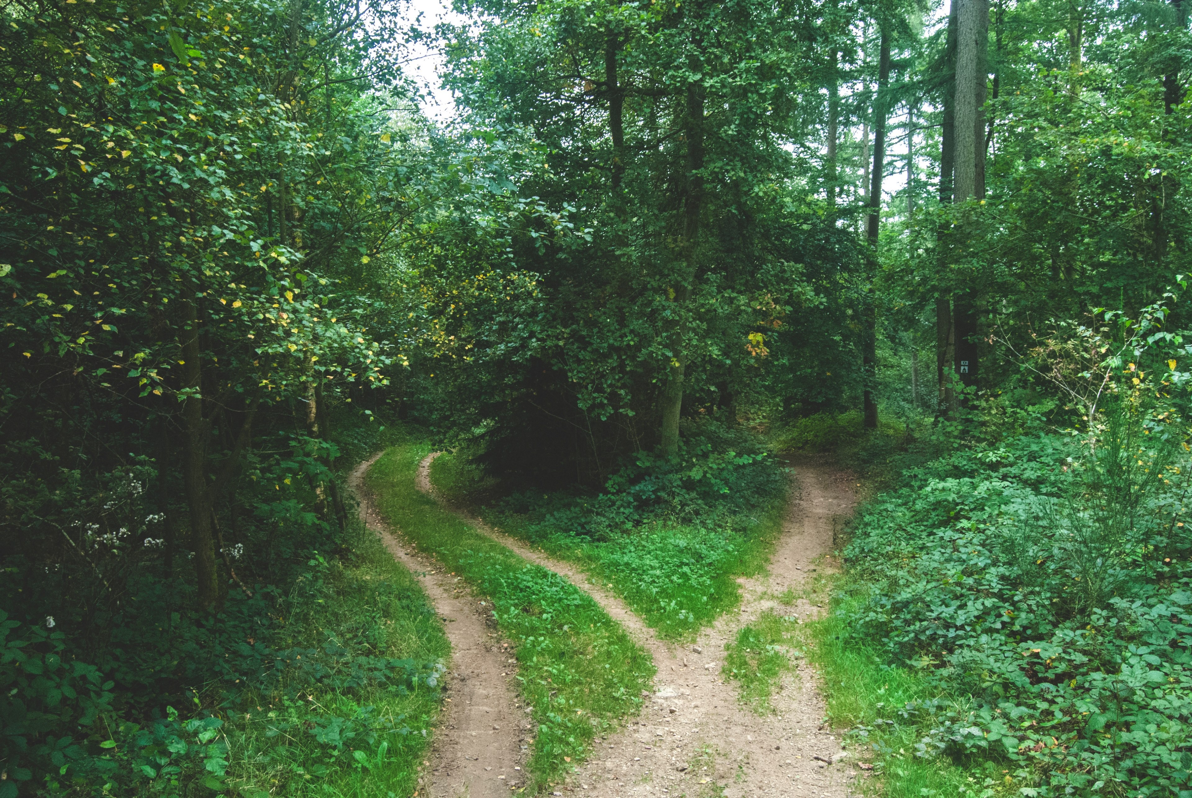 a fork in a footpath in the middle of a forest, forking forest path 4k, HD Wallpaper