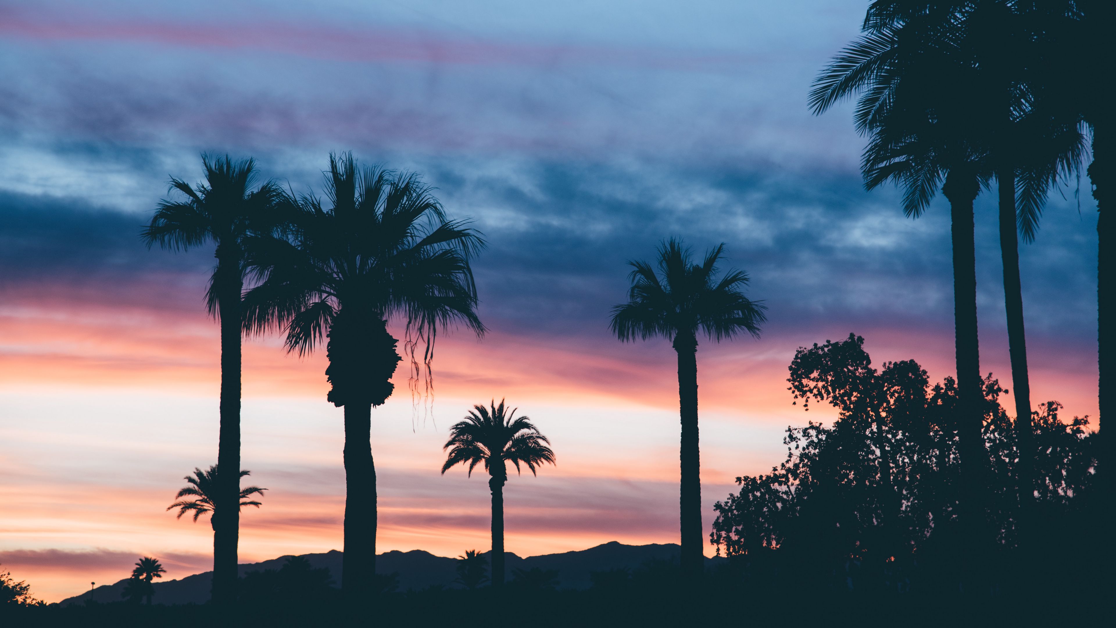 palms, sunset, sky, 4k, HD Wallpaper
