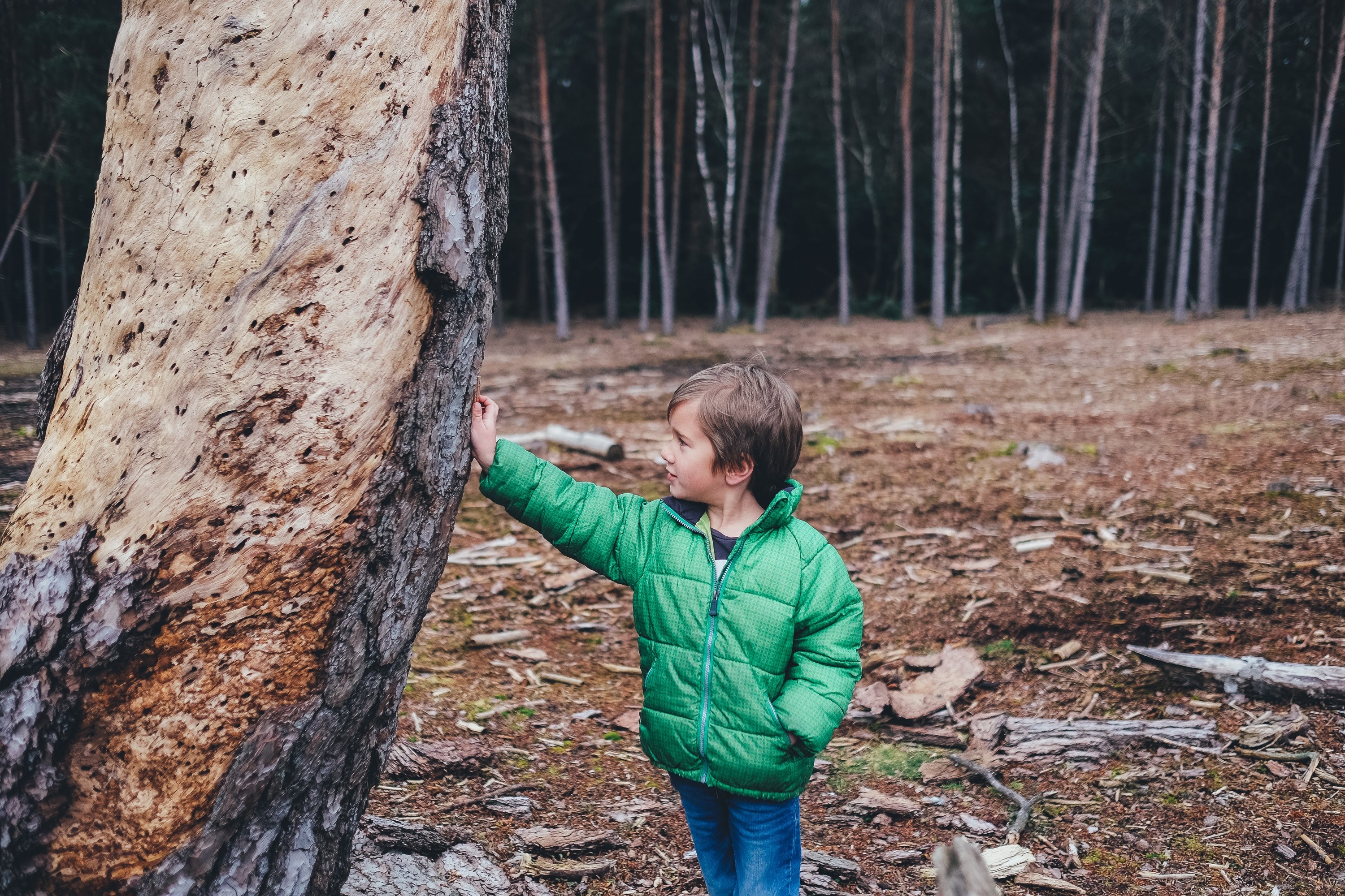 a small boy in a jacket leaning against a tree in a forest, small boy by a tree 4k, HD Wallpaper