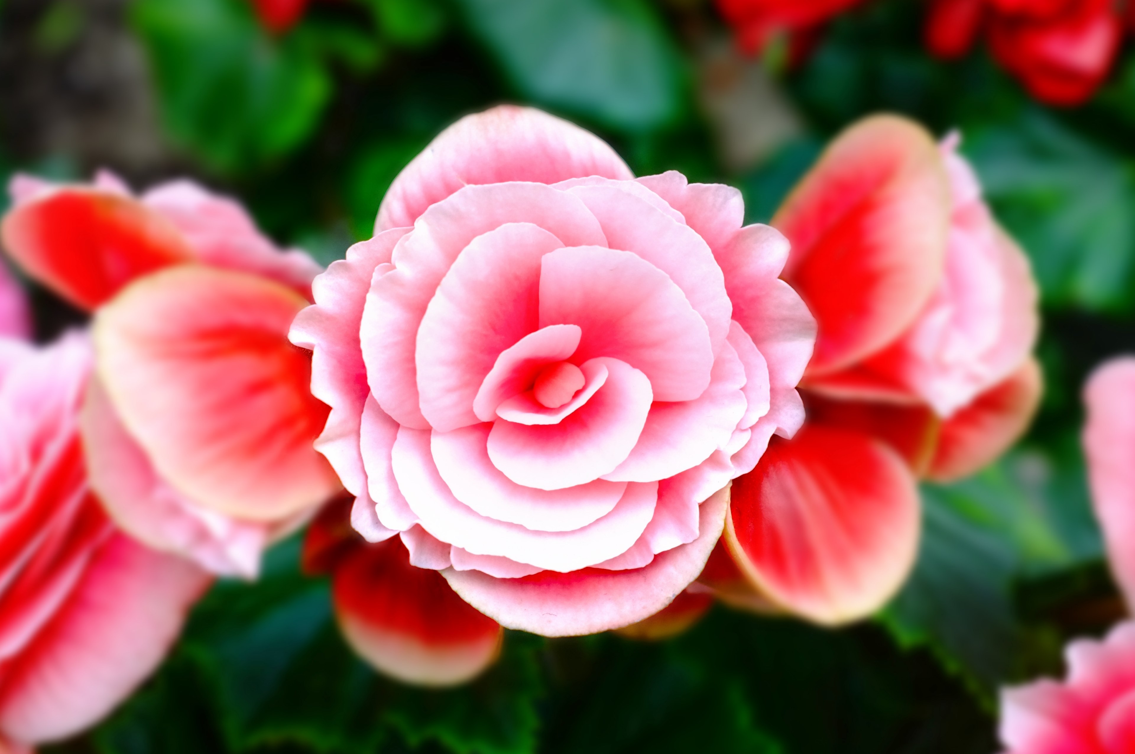 close up of a bunch of flowers with delicate pink petals, delicate pink flowers up close 4k, HD Wallpaper