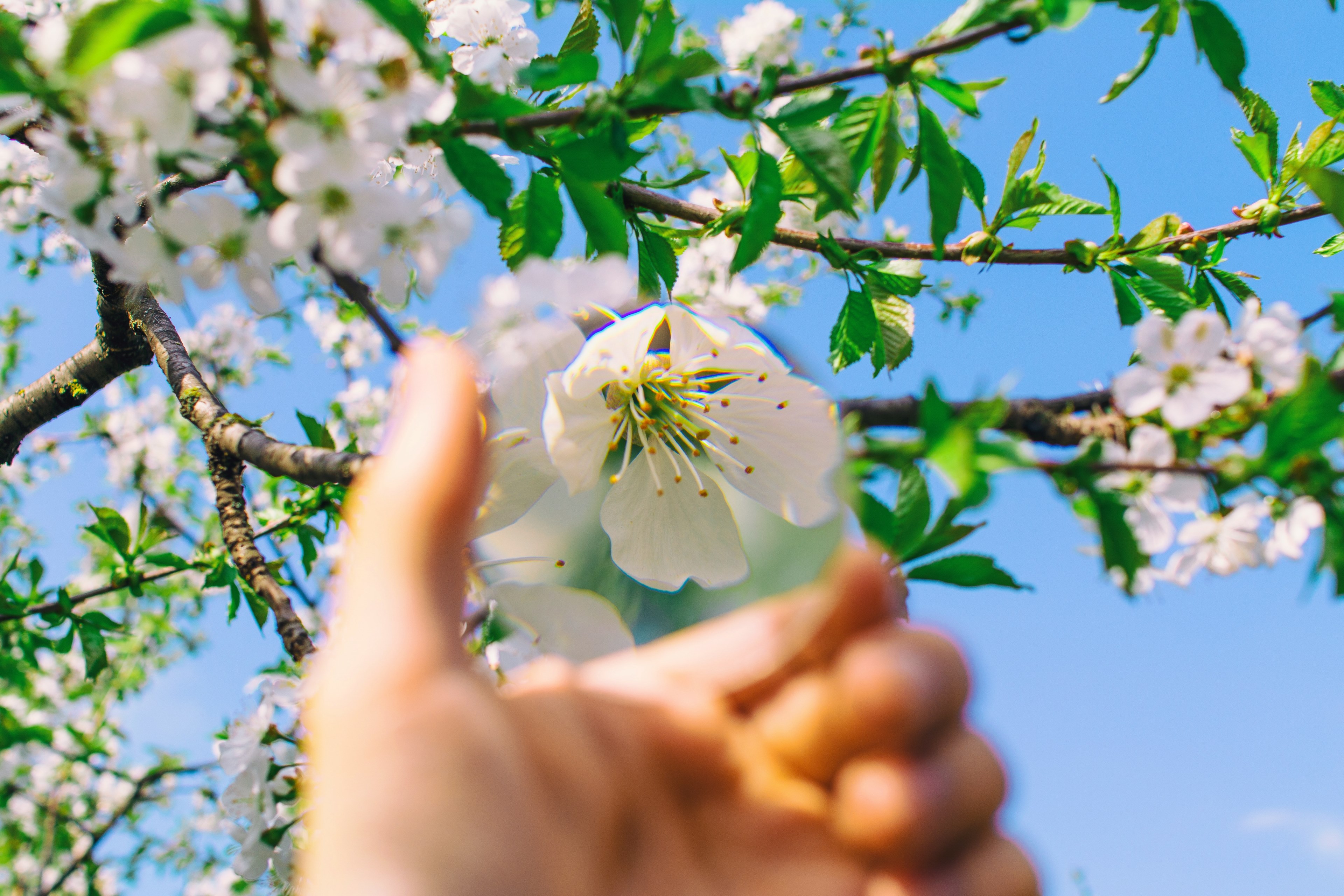 through transparent glass and magnifying glass 4k, HD Wallpaper