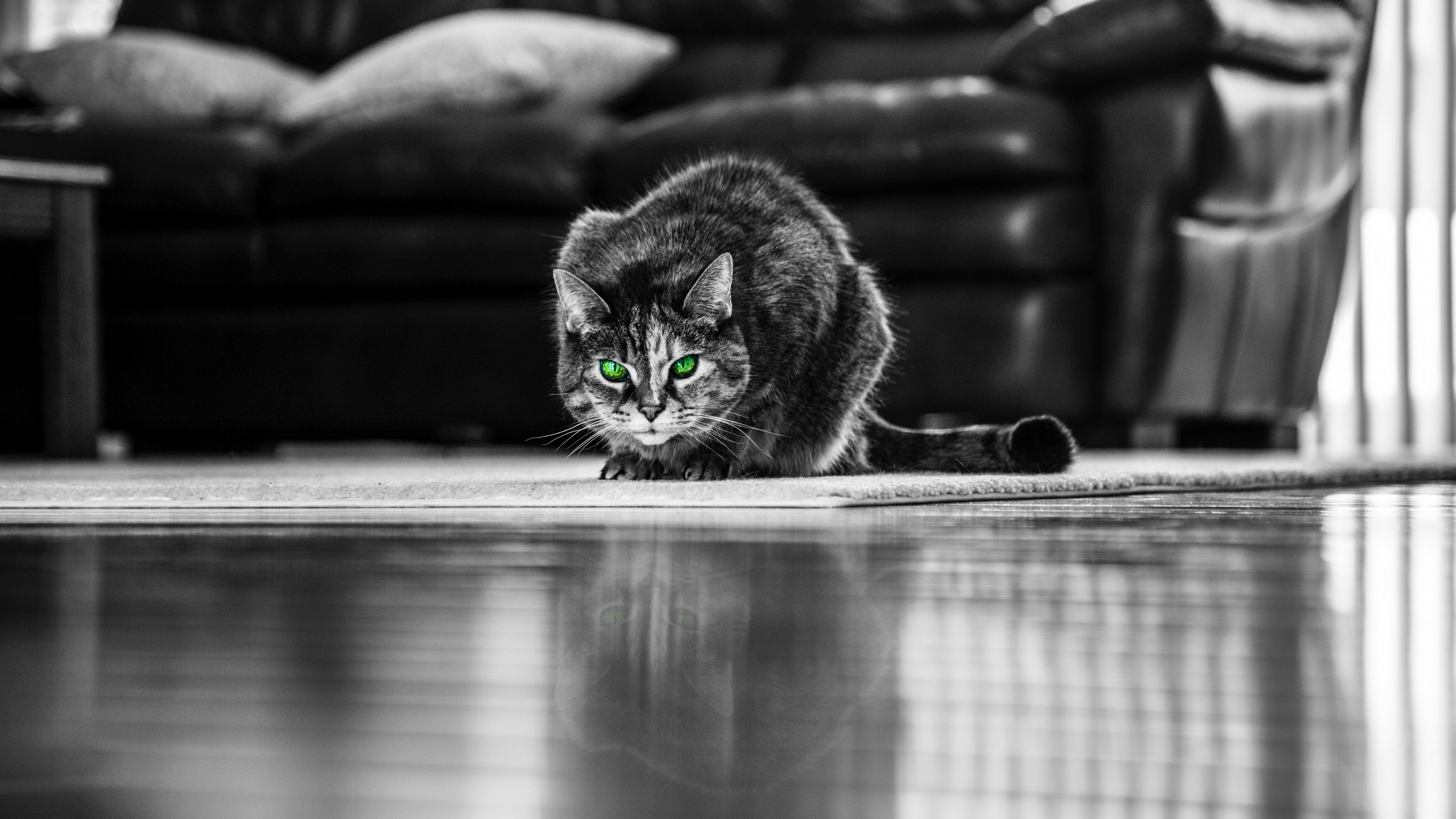 cat, green-eyed, bw, 4k, HD Wallpaper