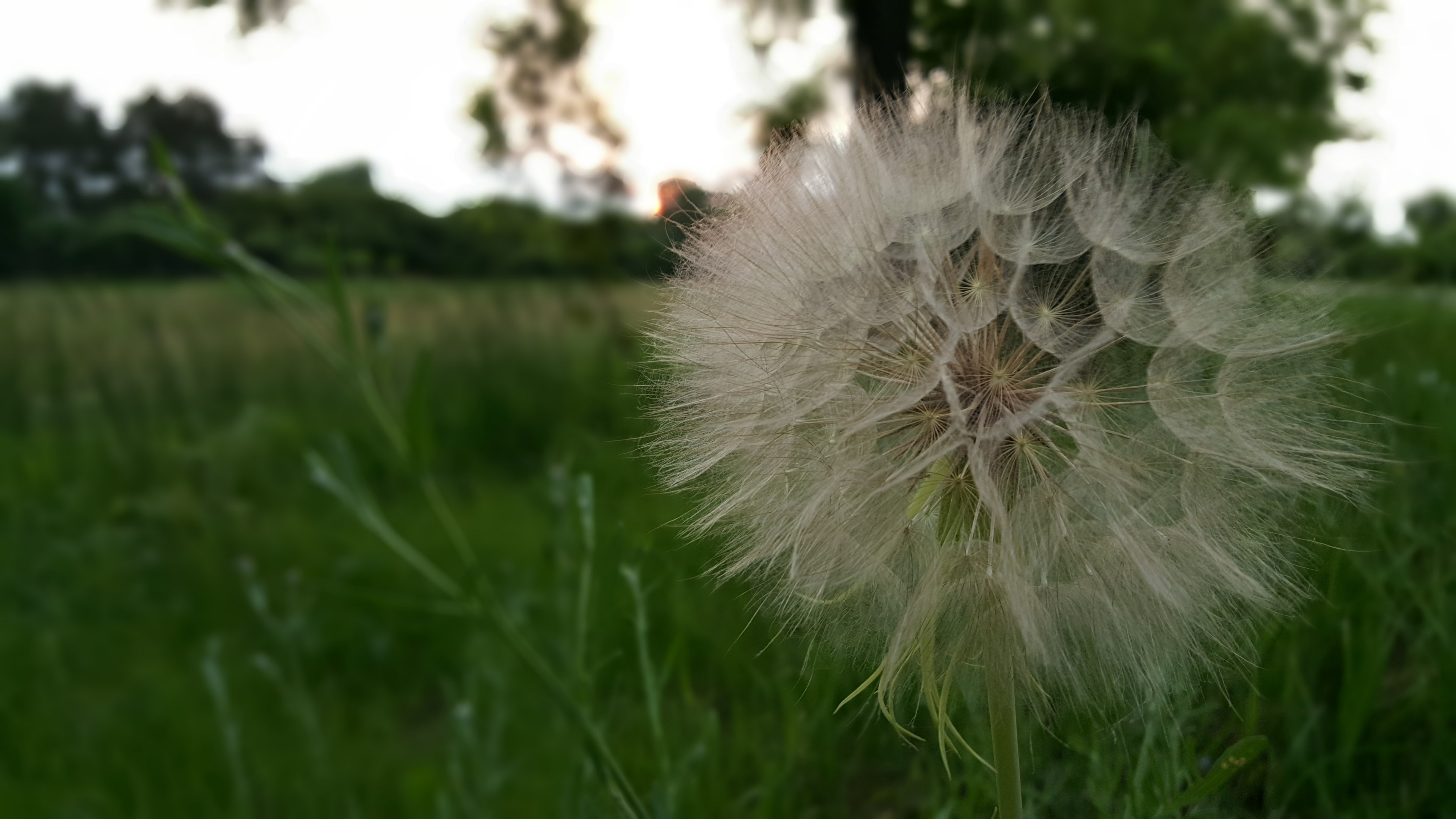 miracle morning nature white bear lake and dandelion 4k, HD Wallpaper