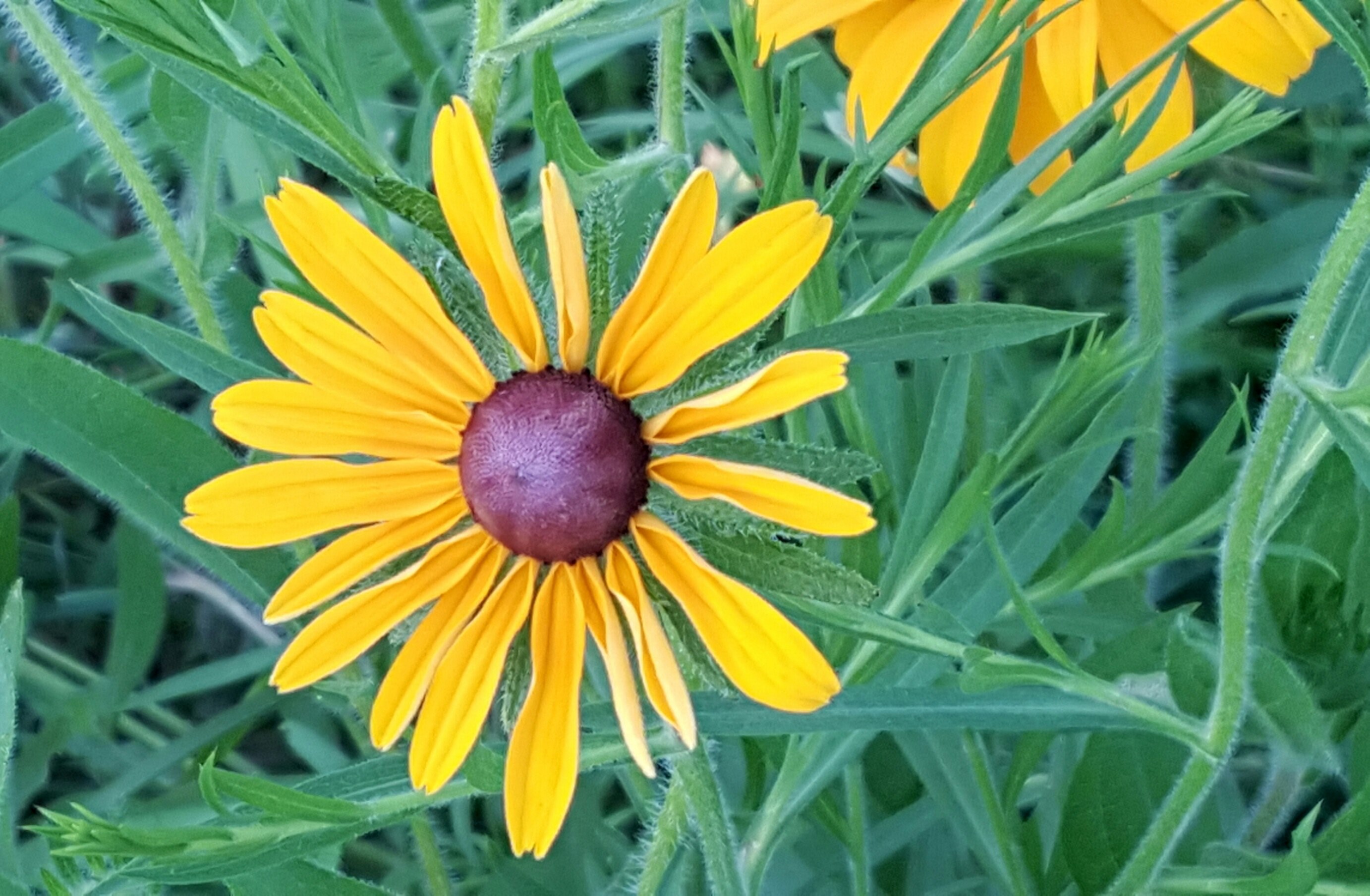 miracle morning white bear lake birch lake and blackeyed susan 4k, HD Wallpaper