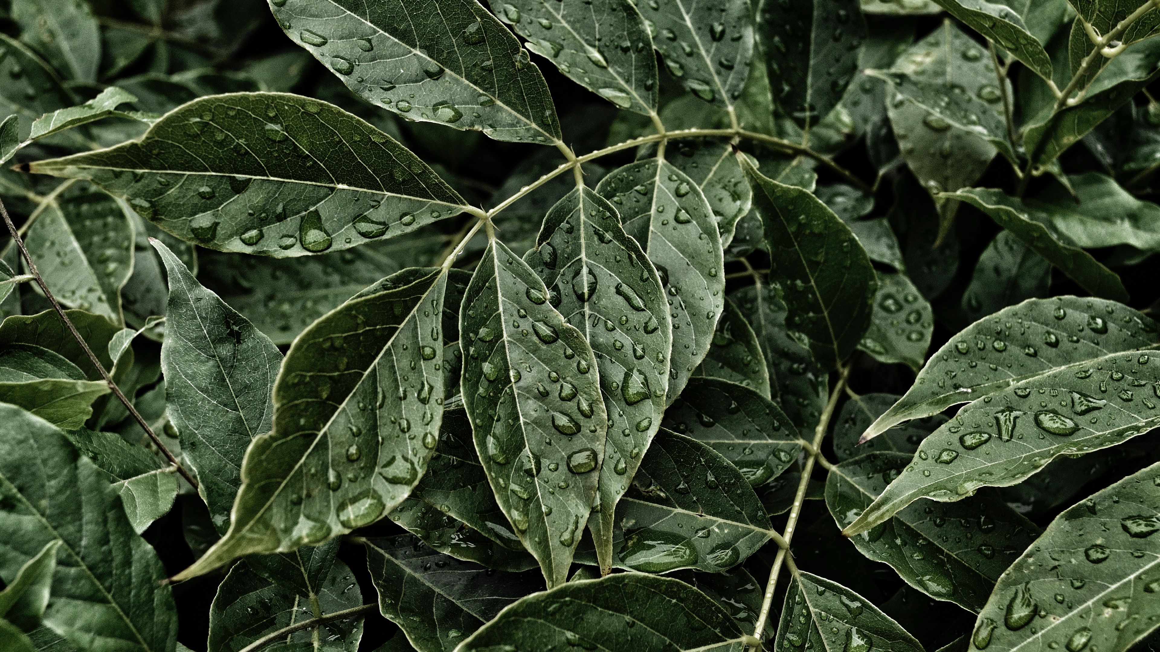 leaves, drops, surface, close-up, 4k, HD Wallpaper