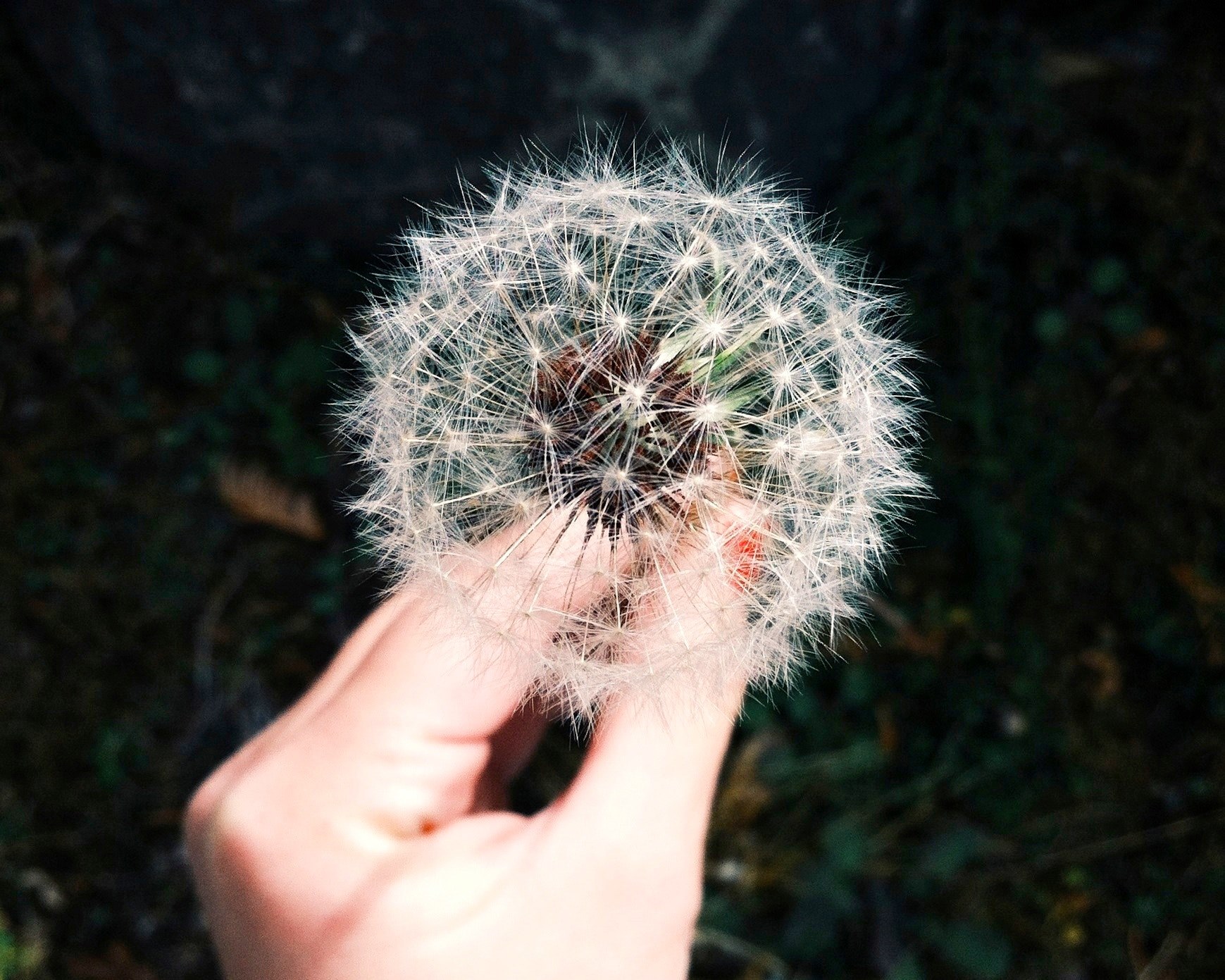 a womans hand holding a delicate seeding dandelion, make a wish 4k, HD Wallpaper