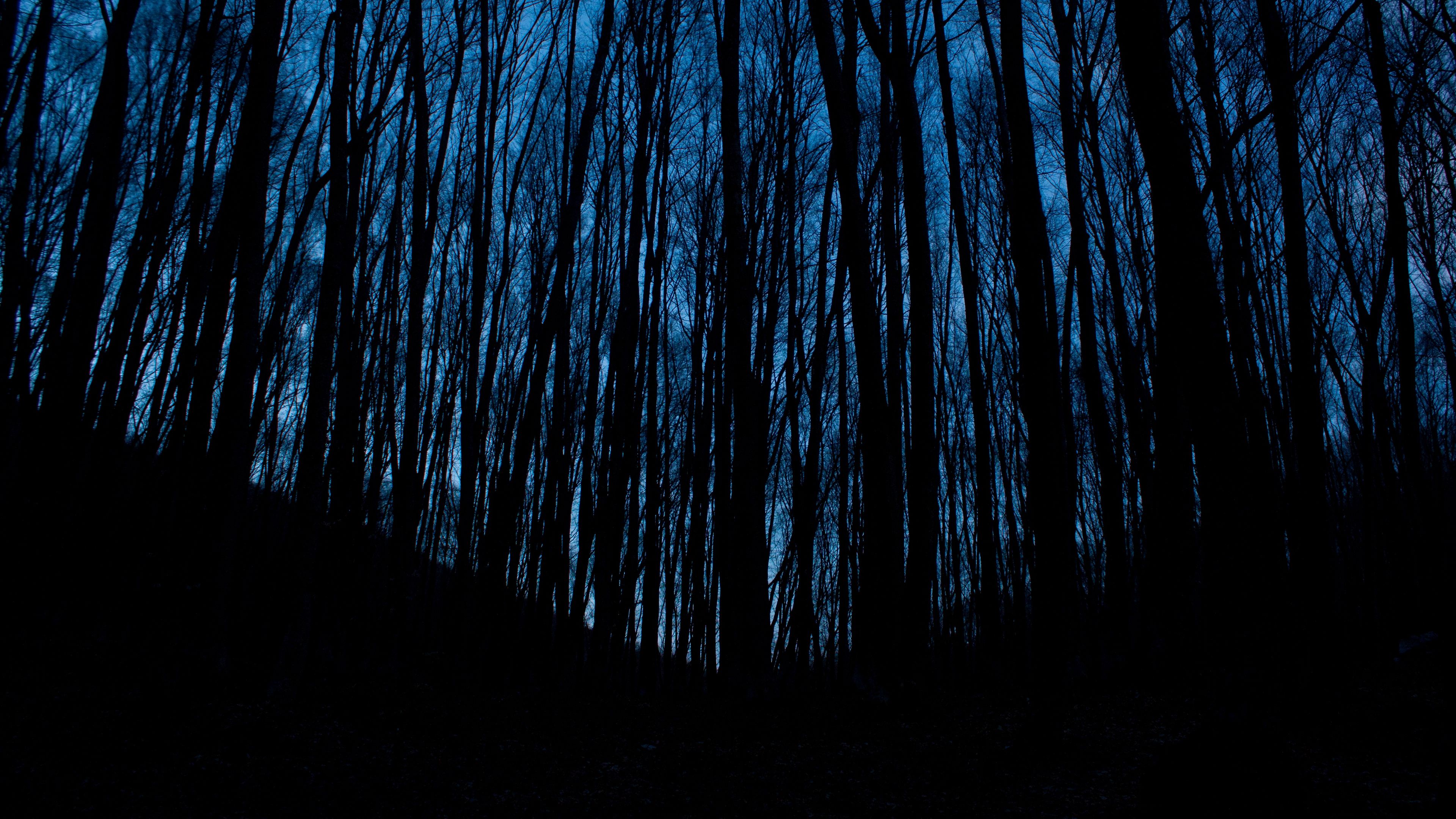 trees, forest, dark, night, 4k, HD Wallpaper