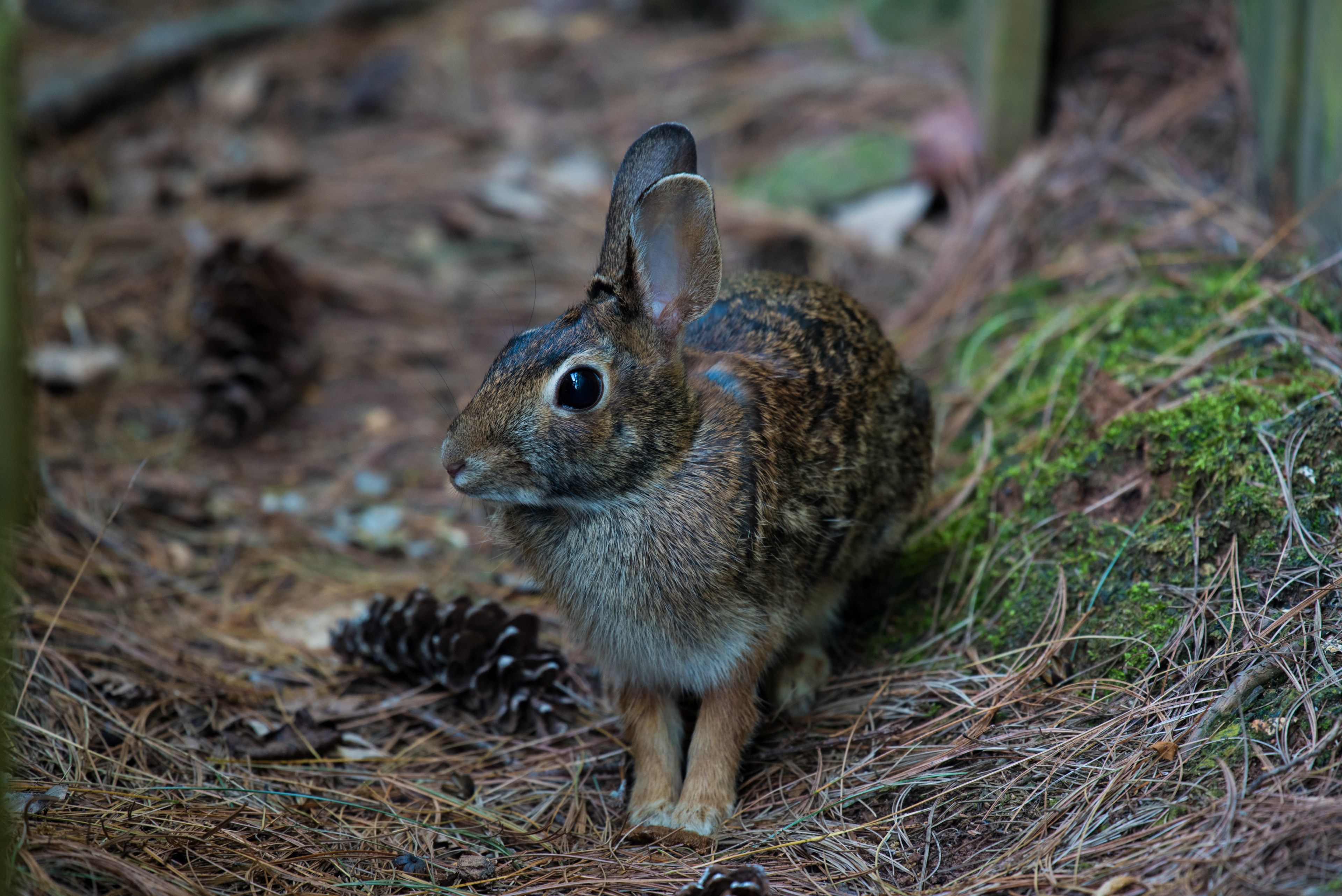 close up of a hare near pine cones on a forest floor in knoxville, brown hare in close up 4k, HD Wallpaper