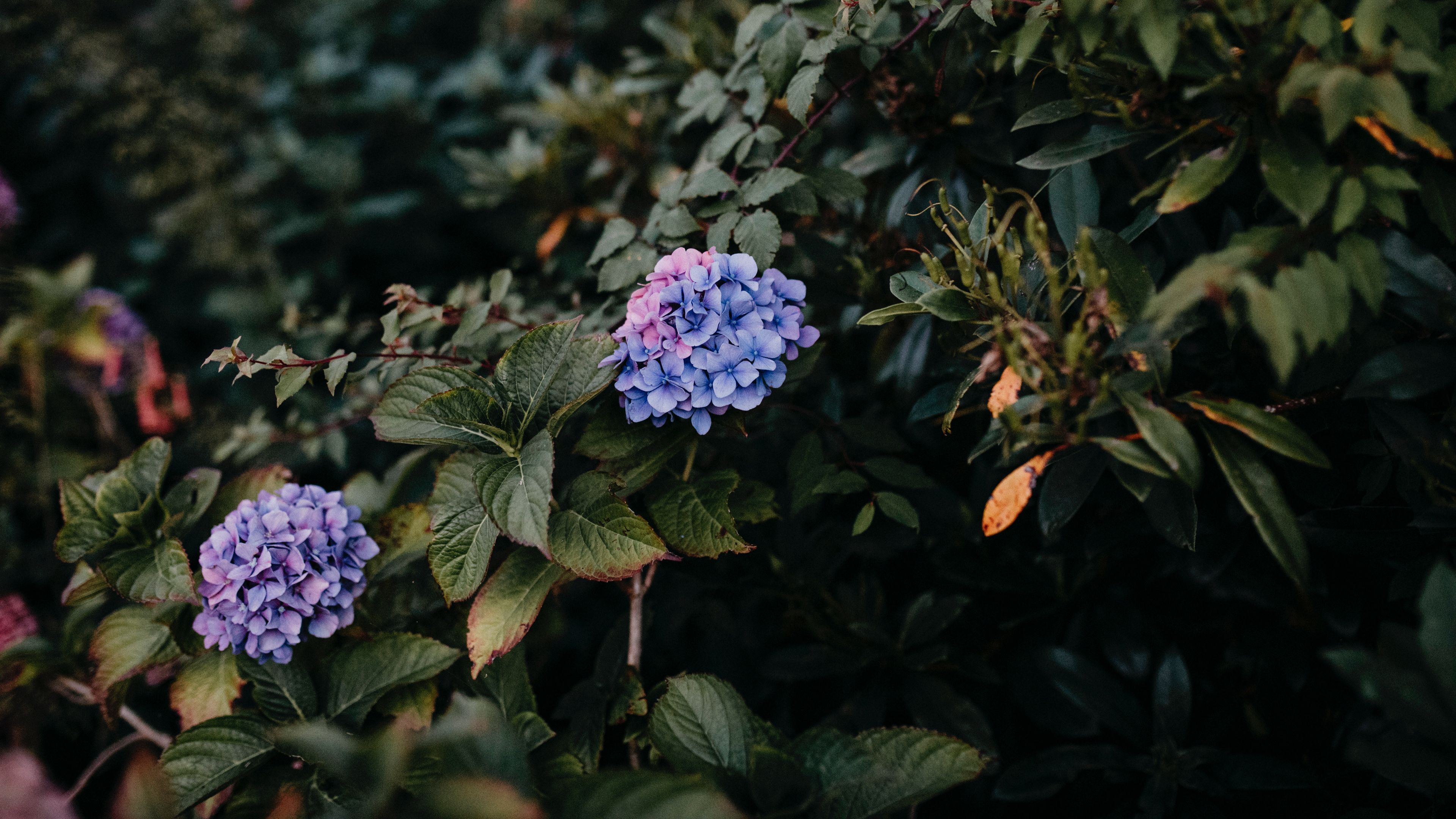 hydrangea, bush, leaves, 4k, HD Wallpaper