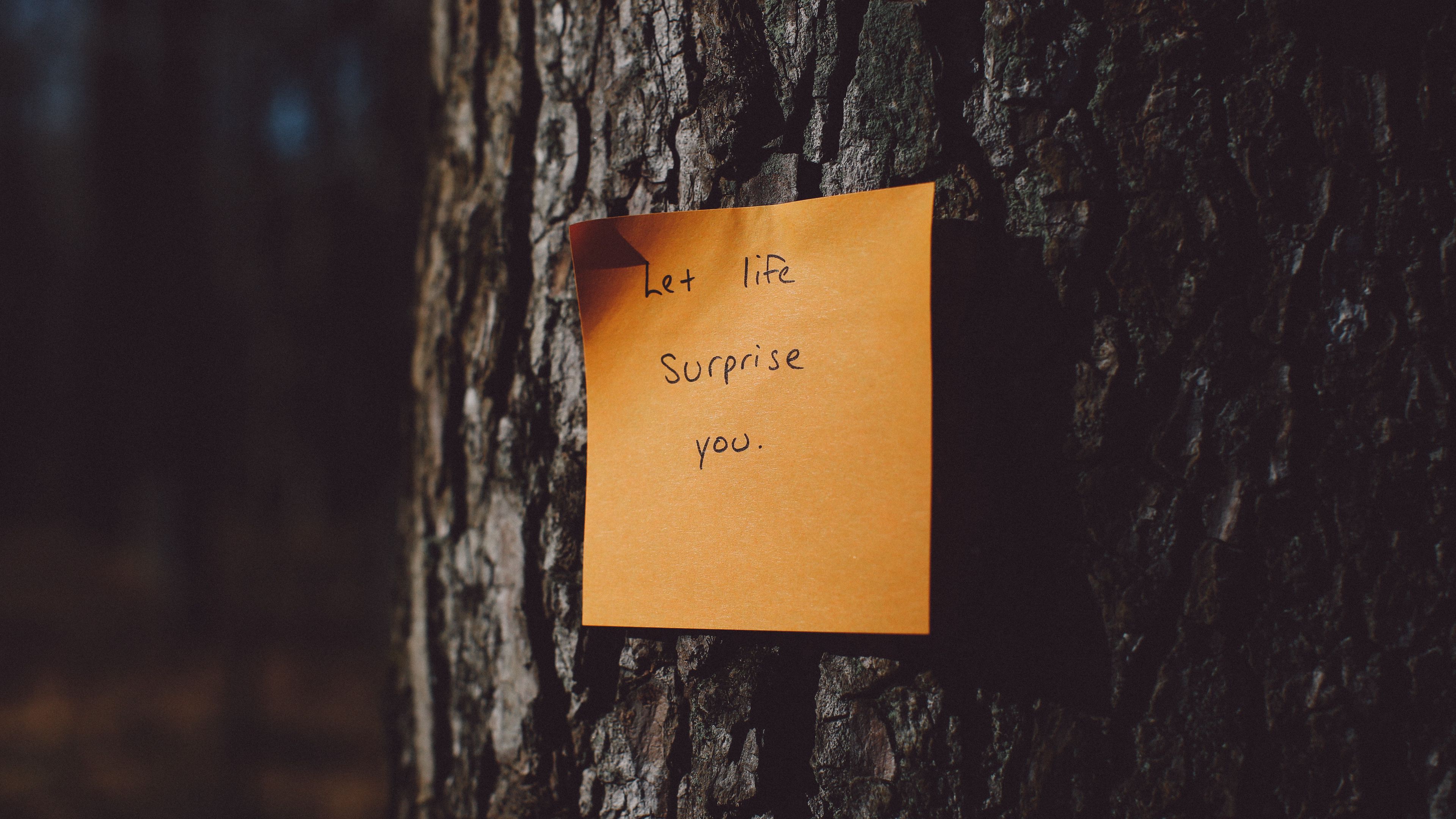 inscription, motivation, sticker, tree, 4k, HD Wallpaper