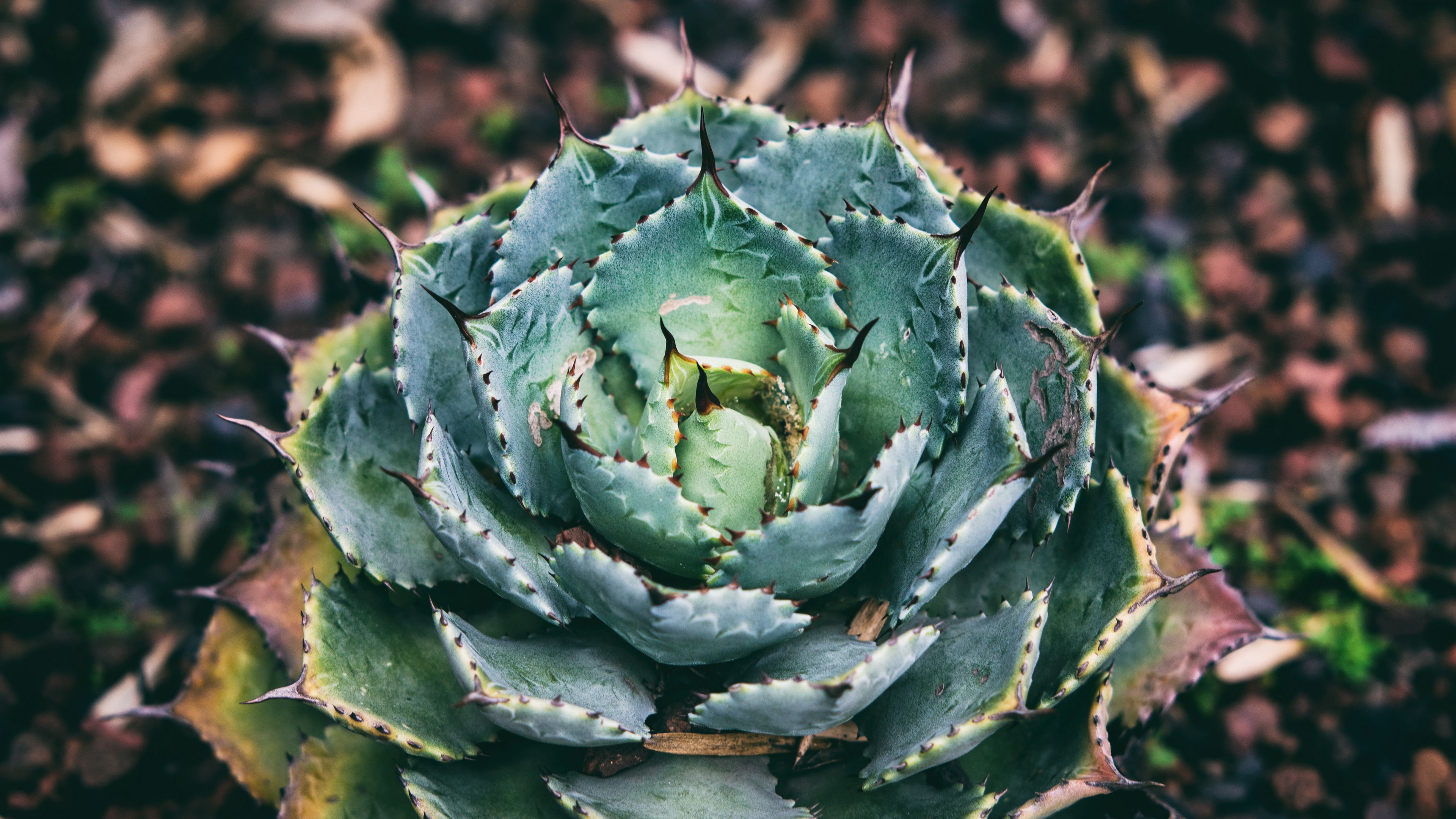 succulent, flower, plant, leaves, 4k, HD Wallpaper