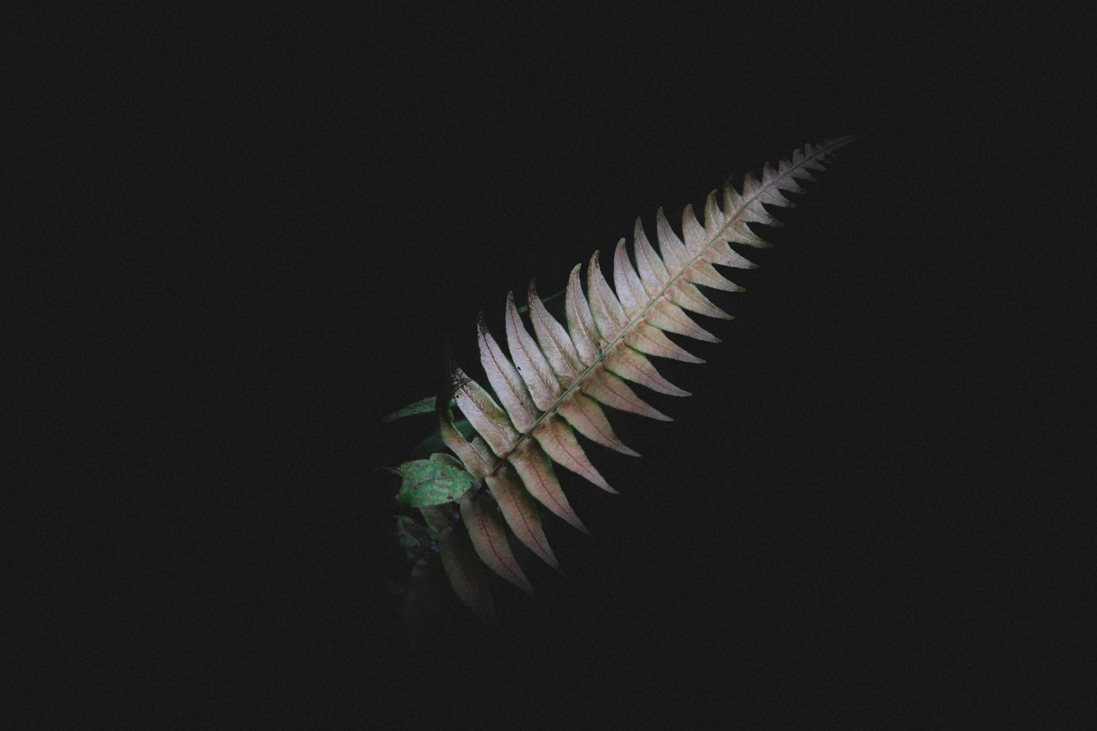 a dark night shot highlighting the foliage of a leaf, brown fern leaf on black 4k, HD Wallpaper