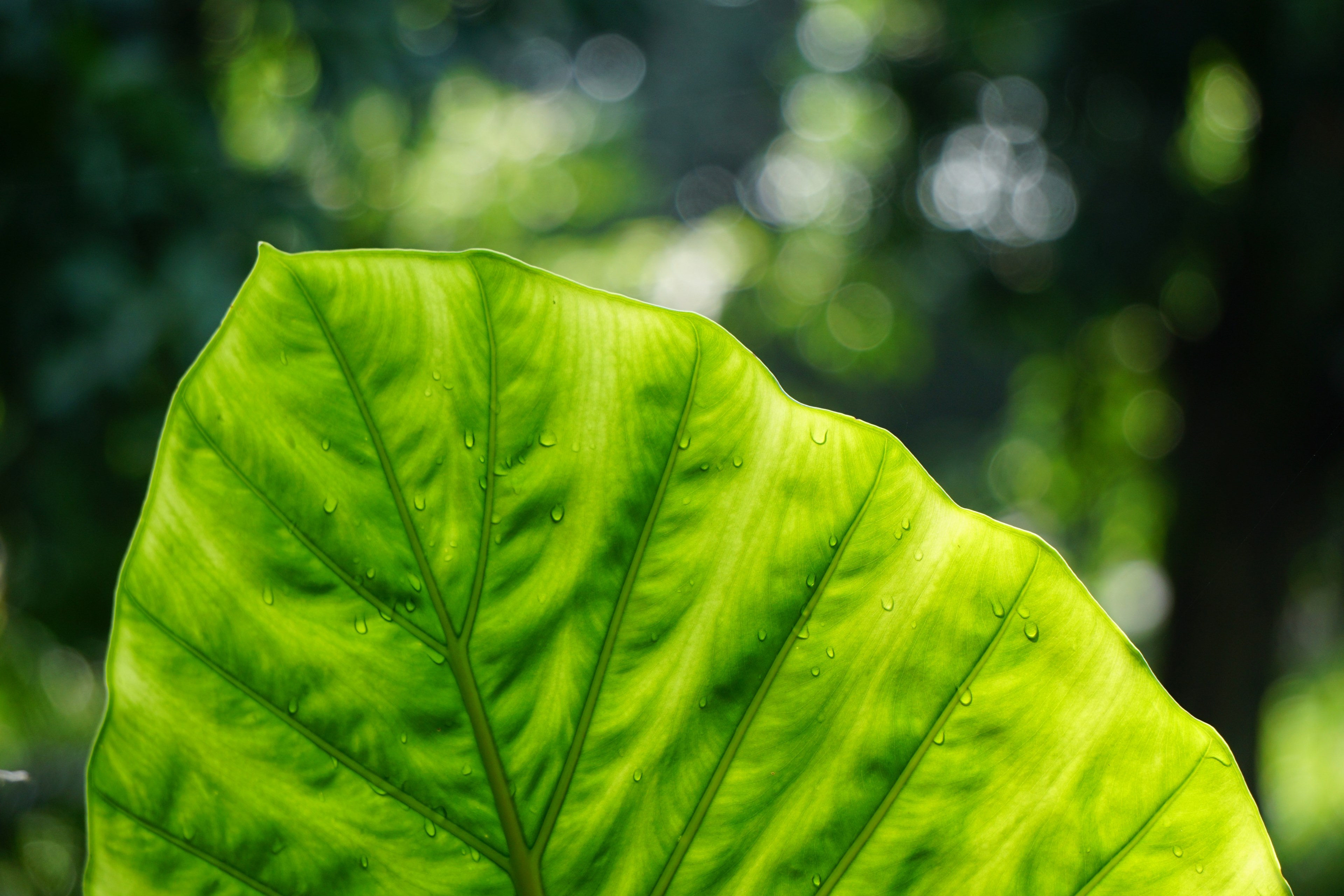 dew drops fall on a large green leaf in the park, large leaf 4k, HD Wallpaper