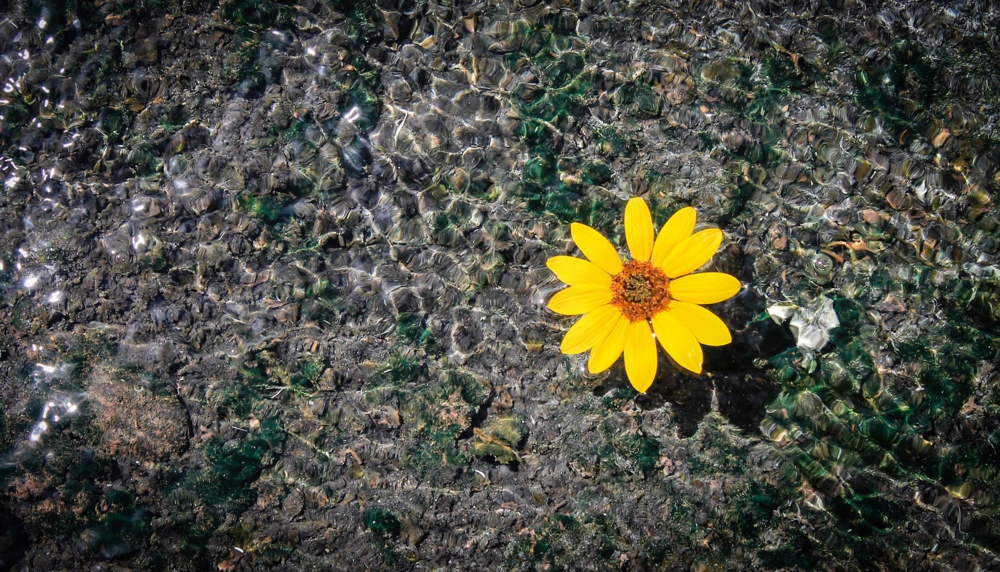 a yellow flower floating on the clear surface of water, yellow flower in a stream 4k, HD Wallpaper