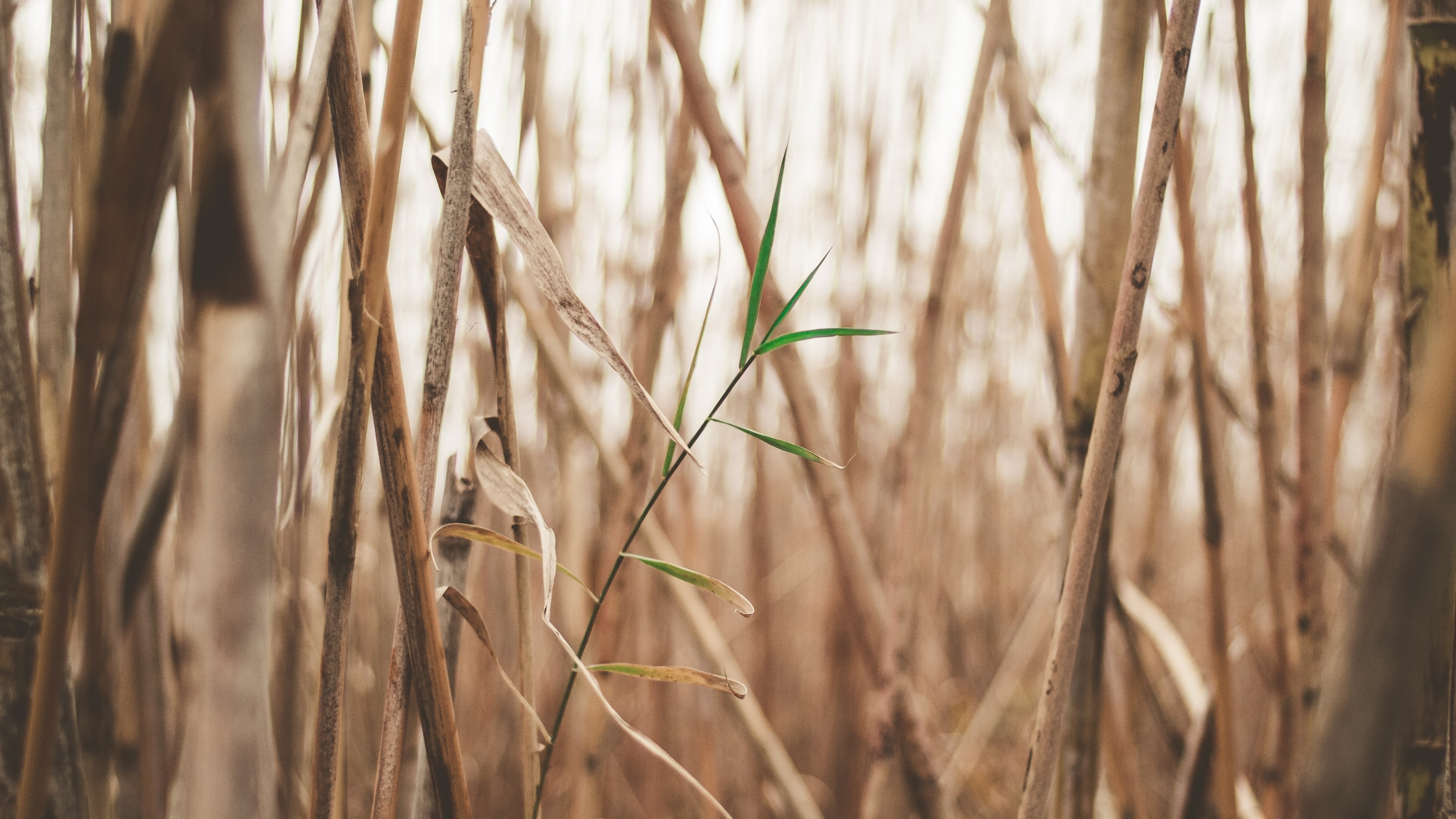 single green plant grows among dead brown stalks, hope 4k, HD Wallpaper