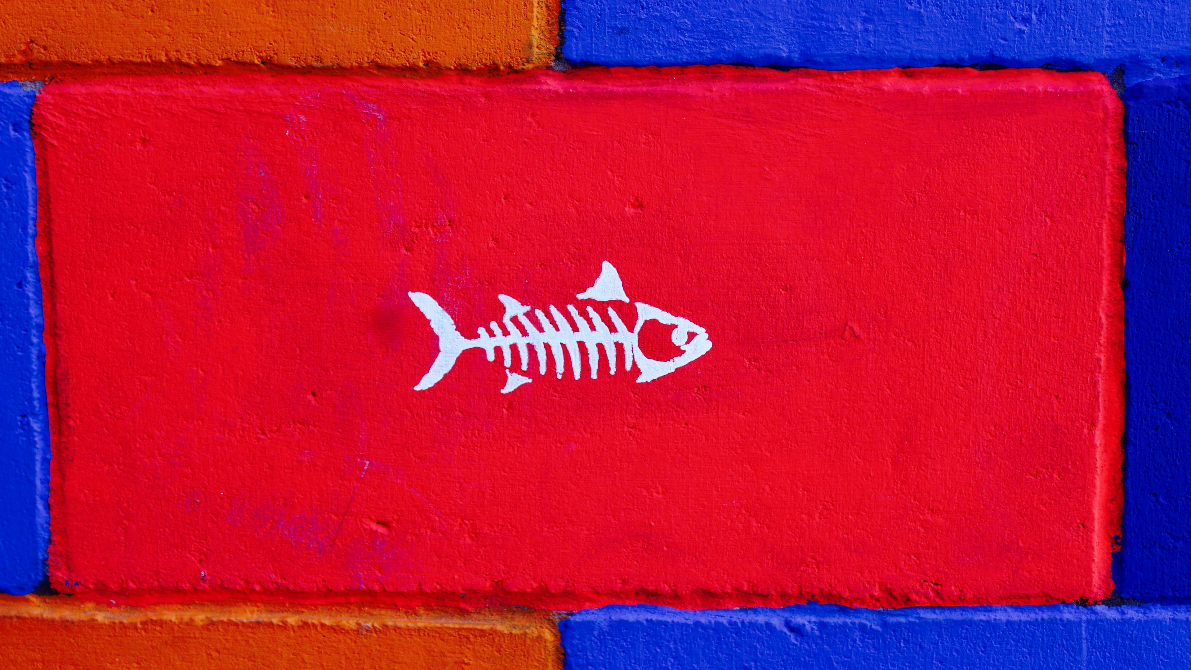 fish, art, wall, paint, 4k, HD Wallpaper