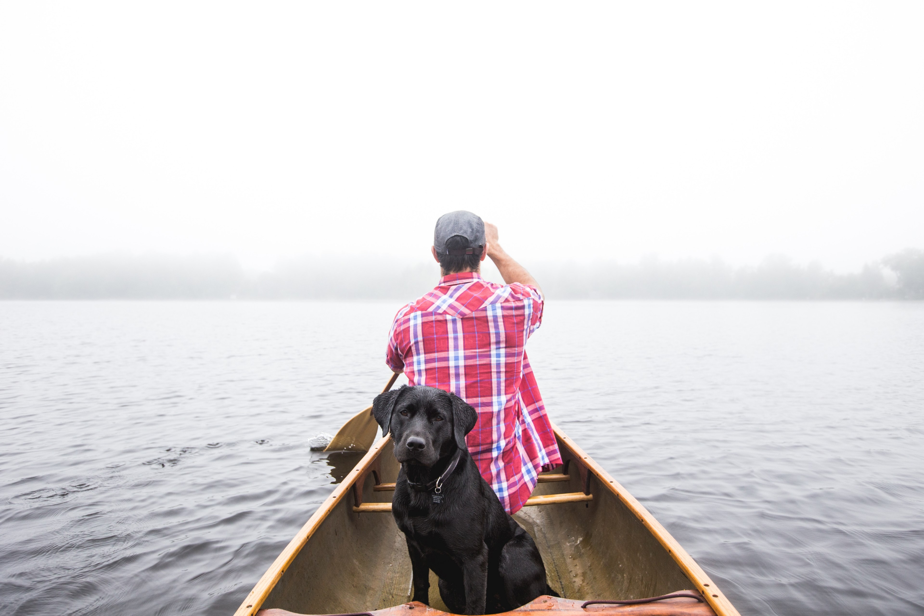 labrador dog takes a boat ride with its owner on a calm lake, dog adventures in nature 4k, HD Wallpaper
