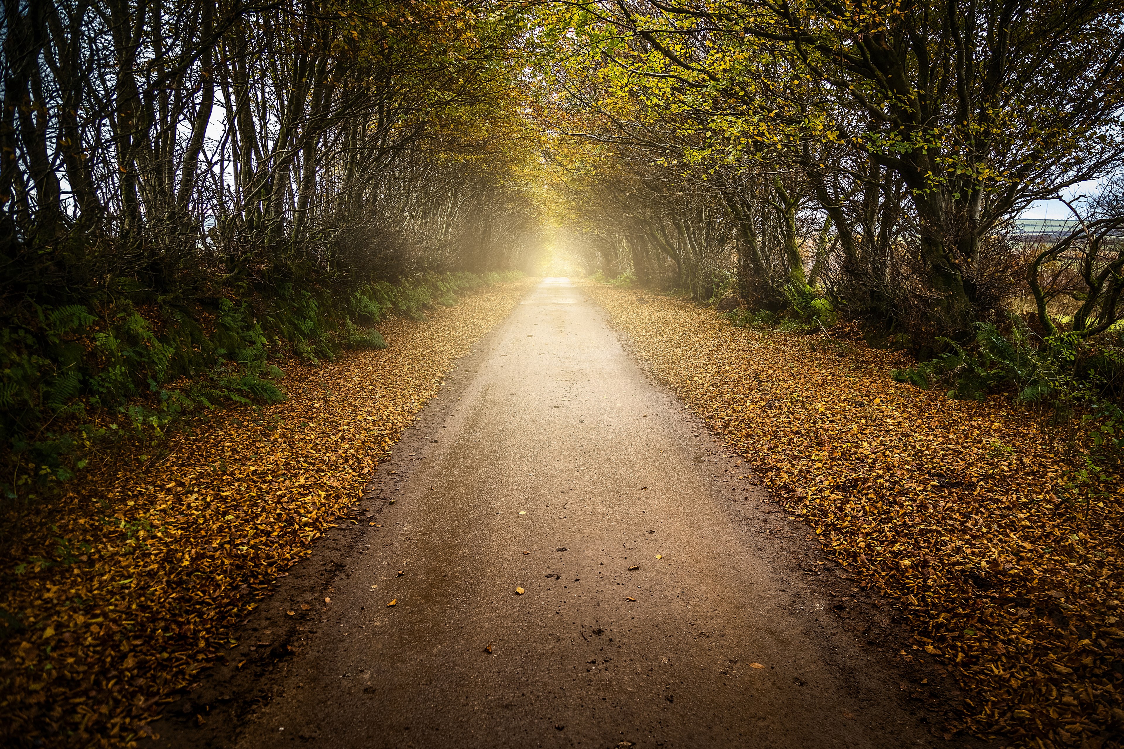 mountain outdoor tree and leafe 4k, HD Wallpaper