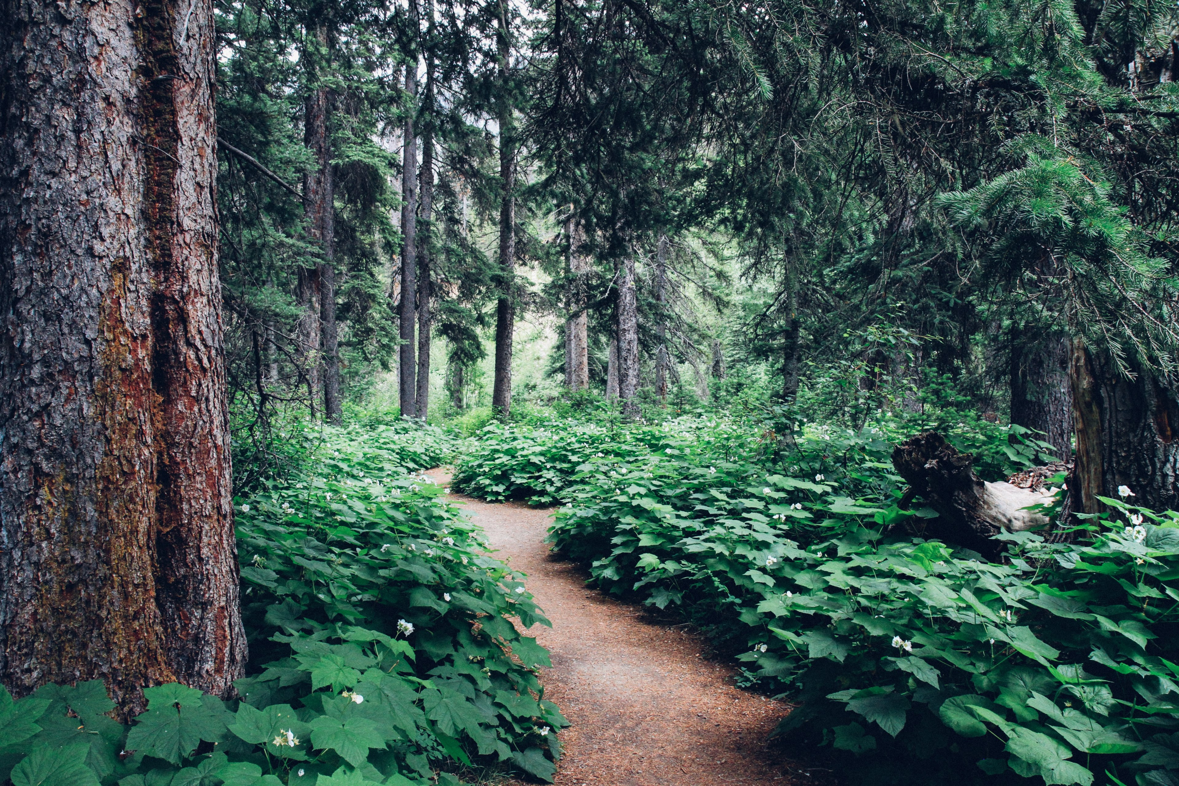 follow the fairies 4k, HD Wallpaper