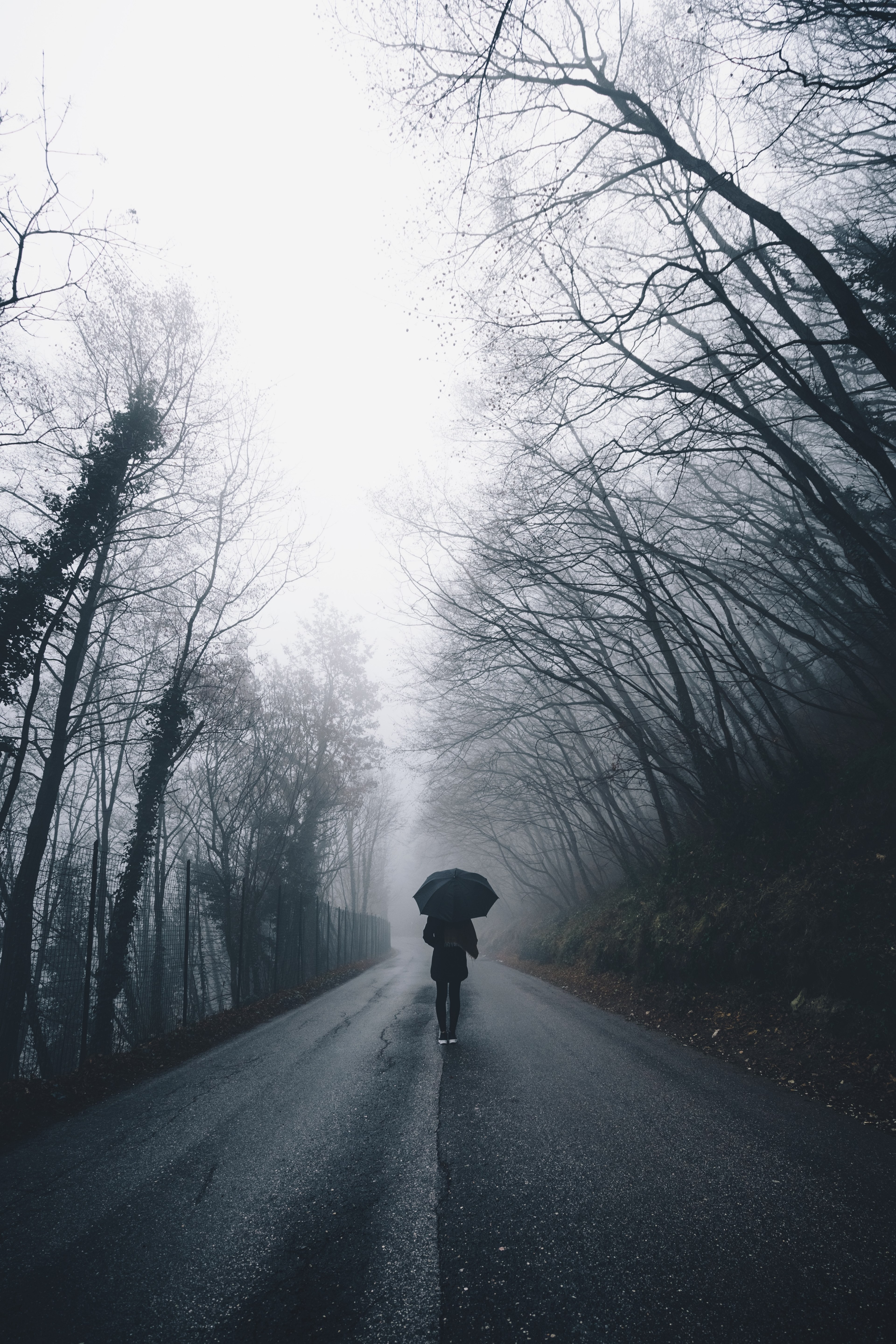 moody fog mist and tree hd, 4k, Phone HD Wallpaper
