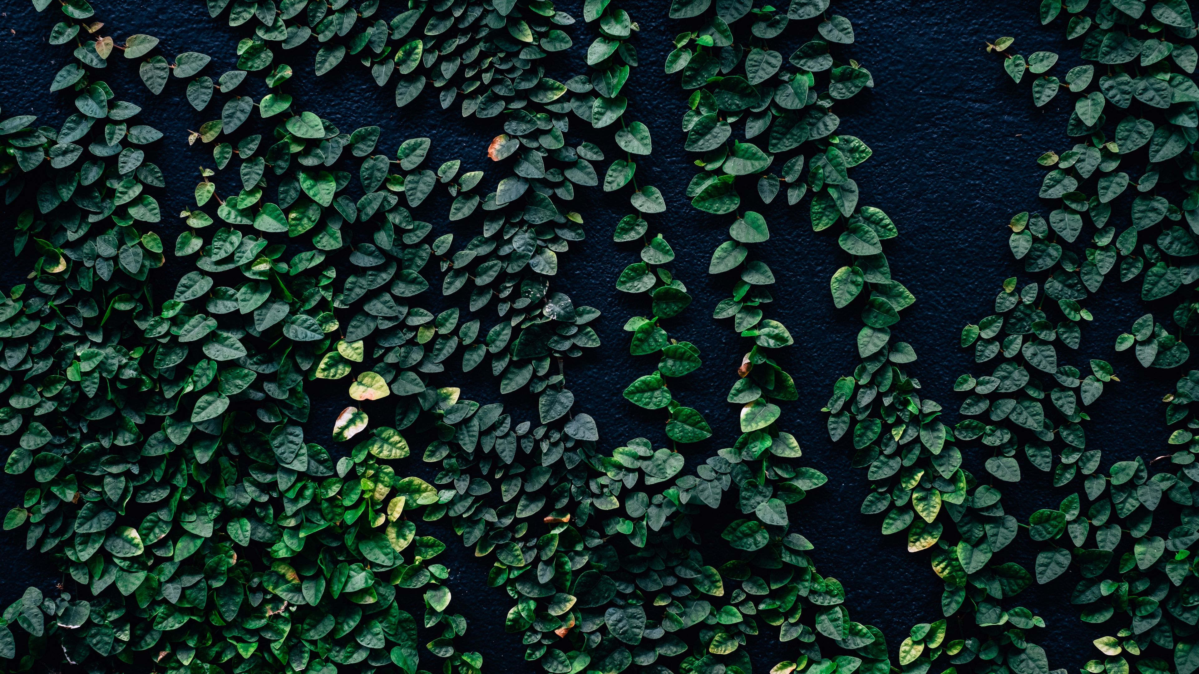leaves, wall, green, 4k, HD Wallpaper
