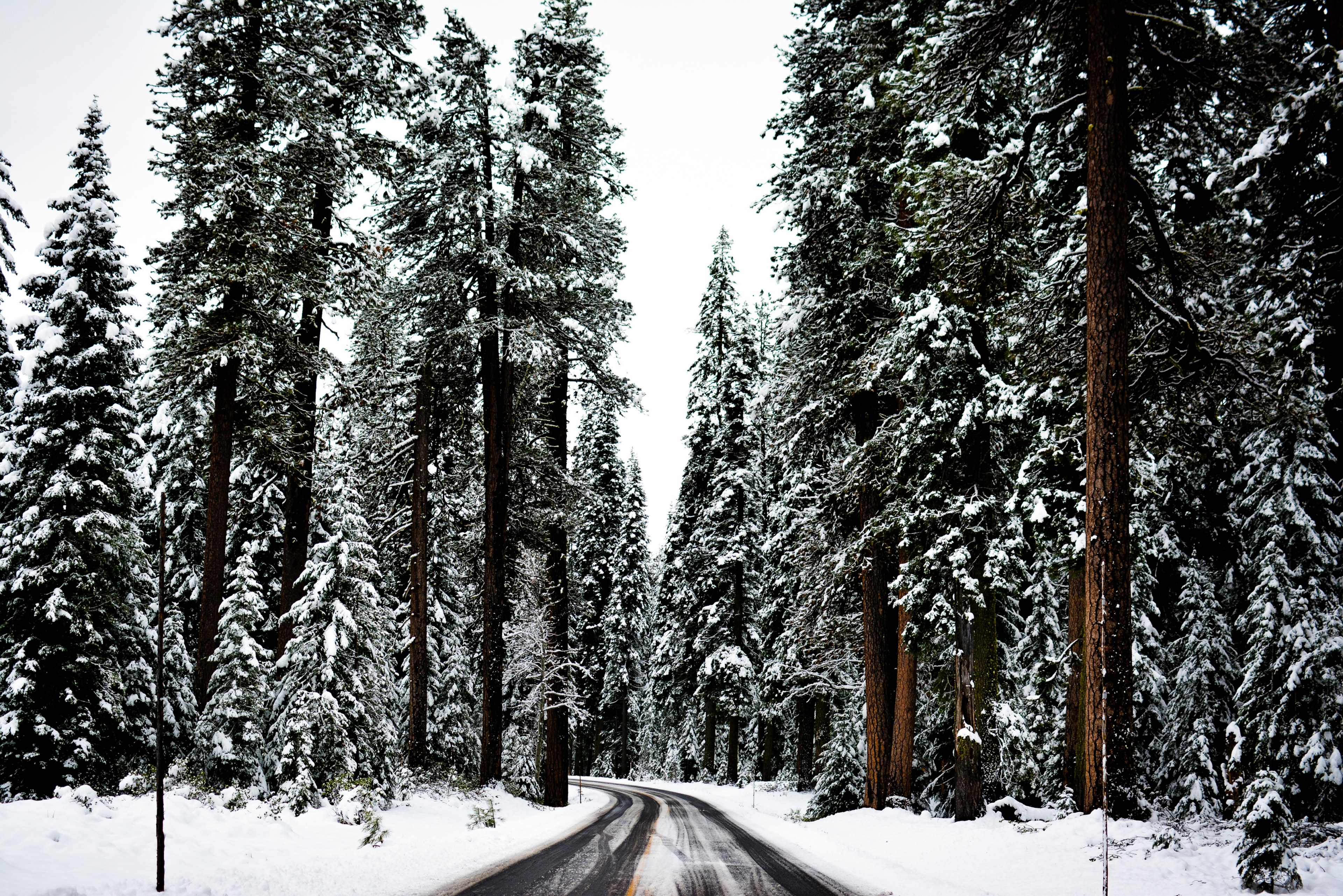 staring down a wet single lane forest road in the winter, forest road in winter 4k, HD Wallpaper