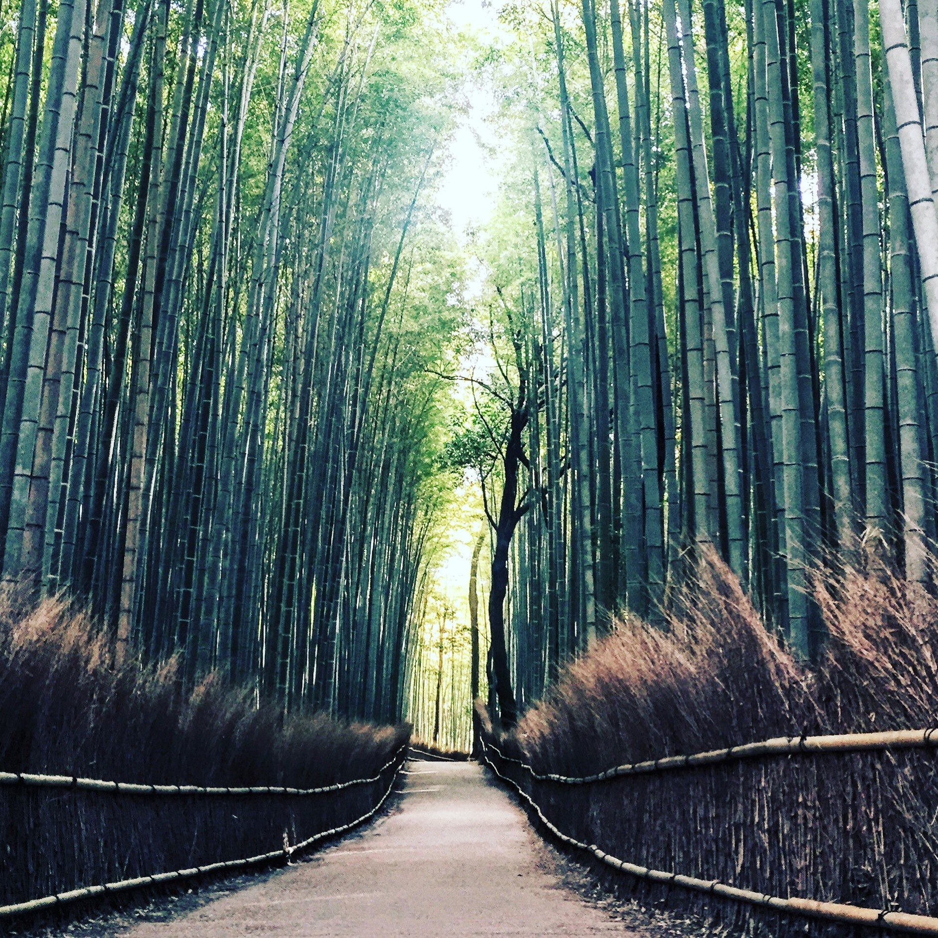 forest kyoto japan and bamboo 4k, HD Wallpaper