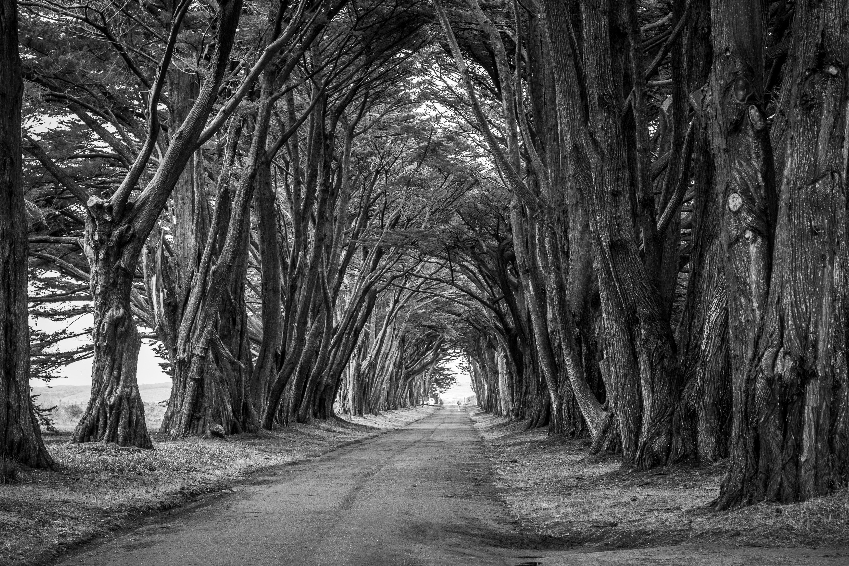 tree pathway tunnel and cypress tunnel 4k, HD Wallpaper