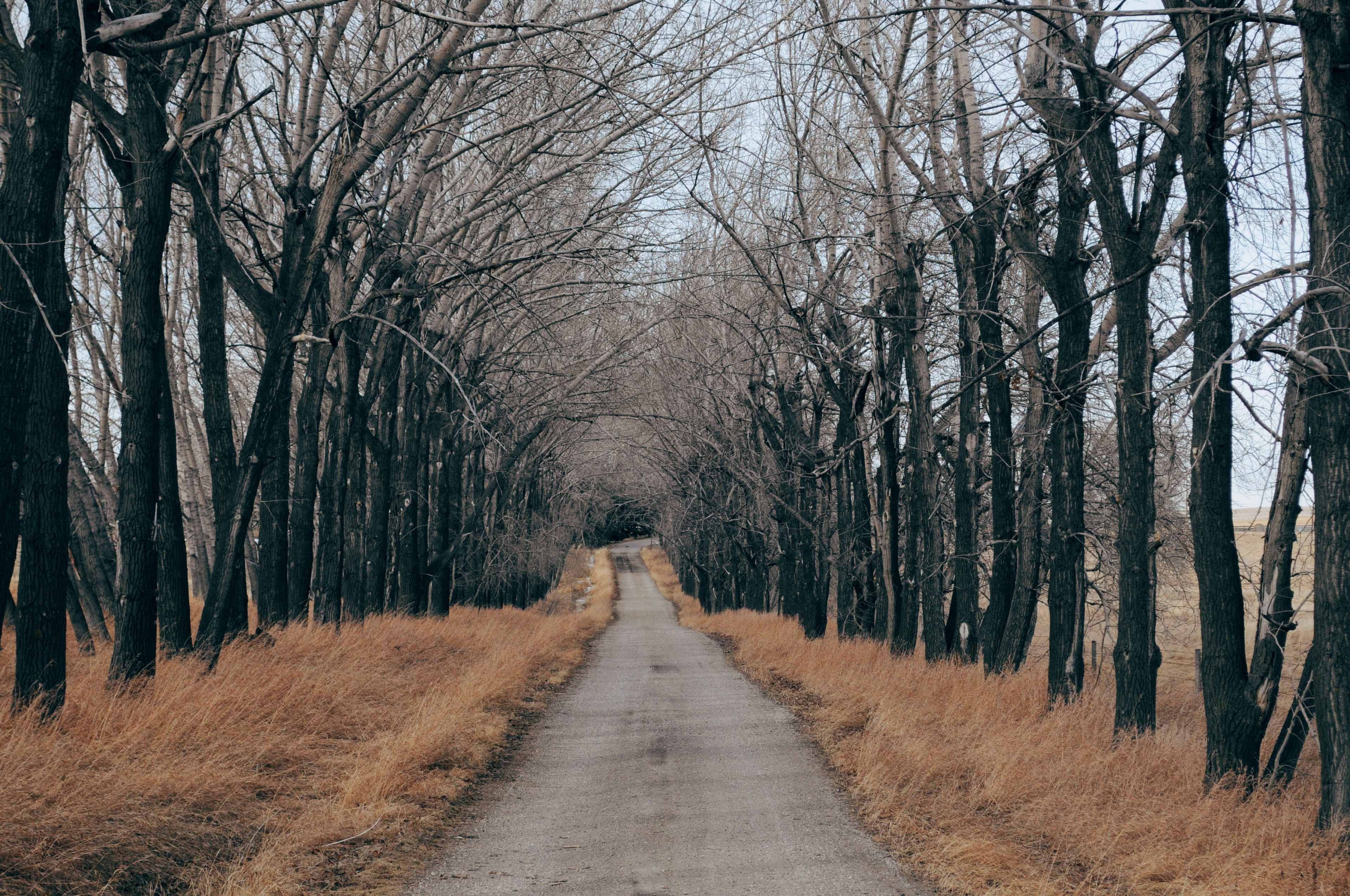 tree path road and pathway 4k, HD Wallpaper