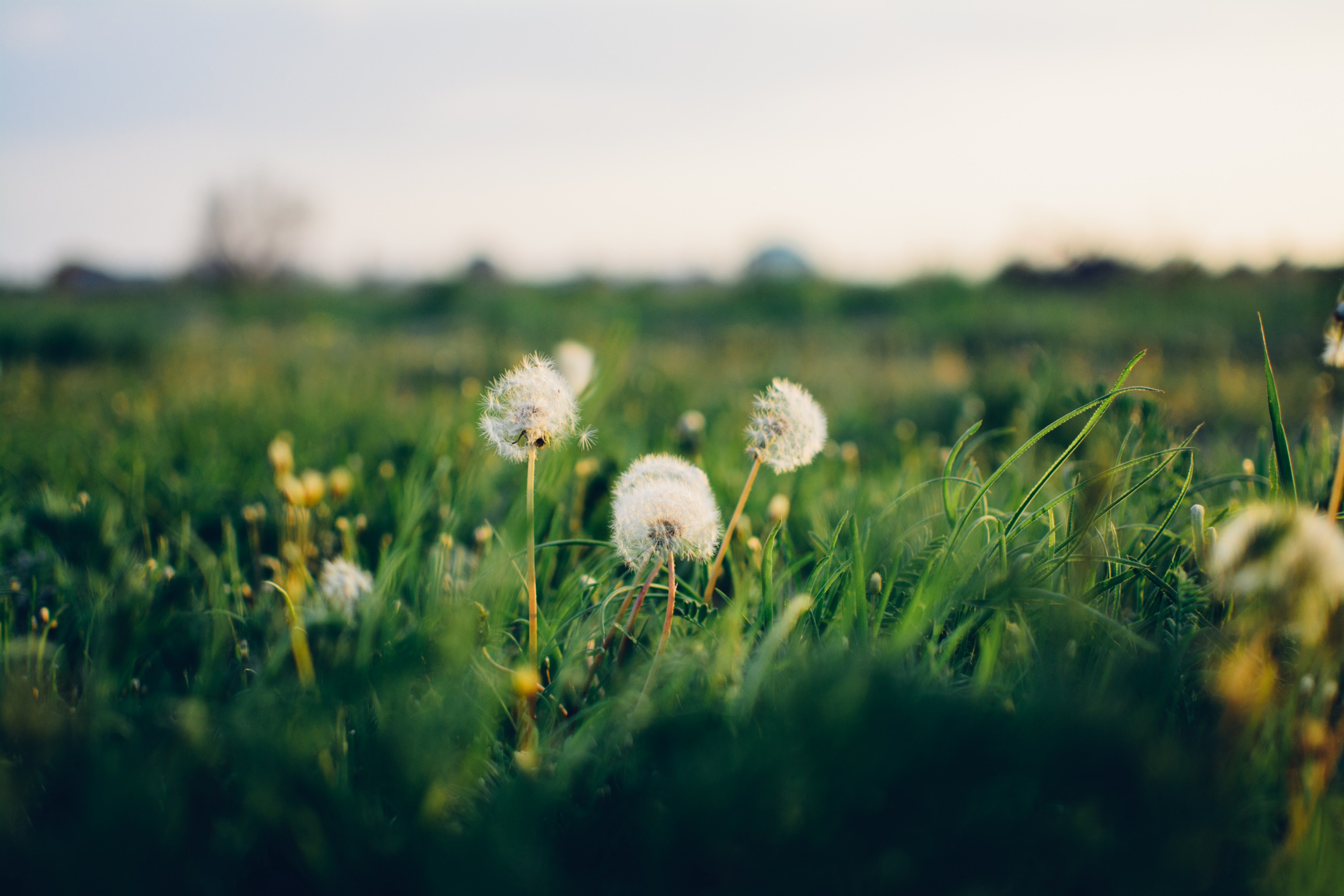 outdoor texture growing and country 4k, HD Wallpaper