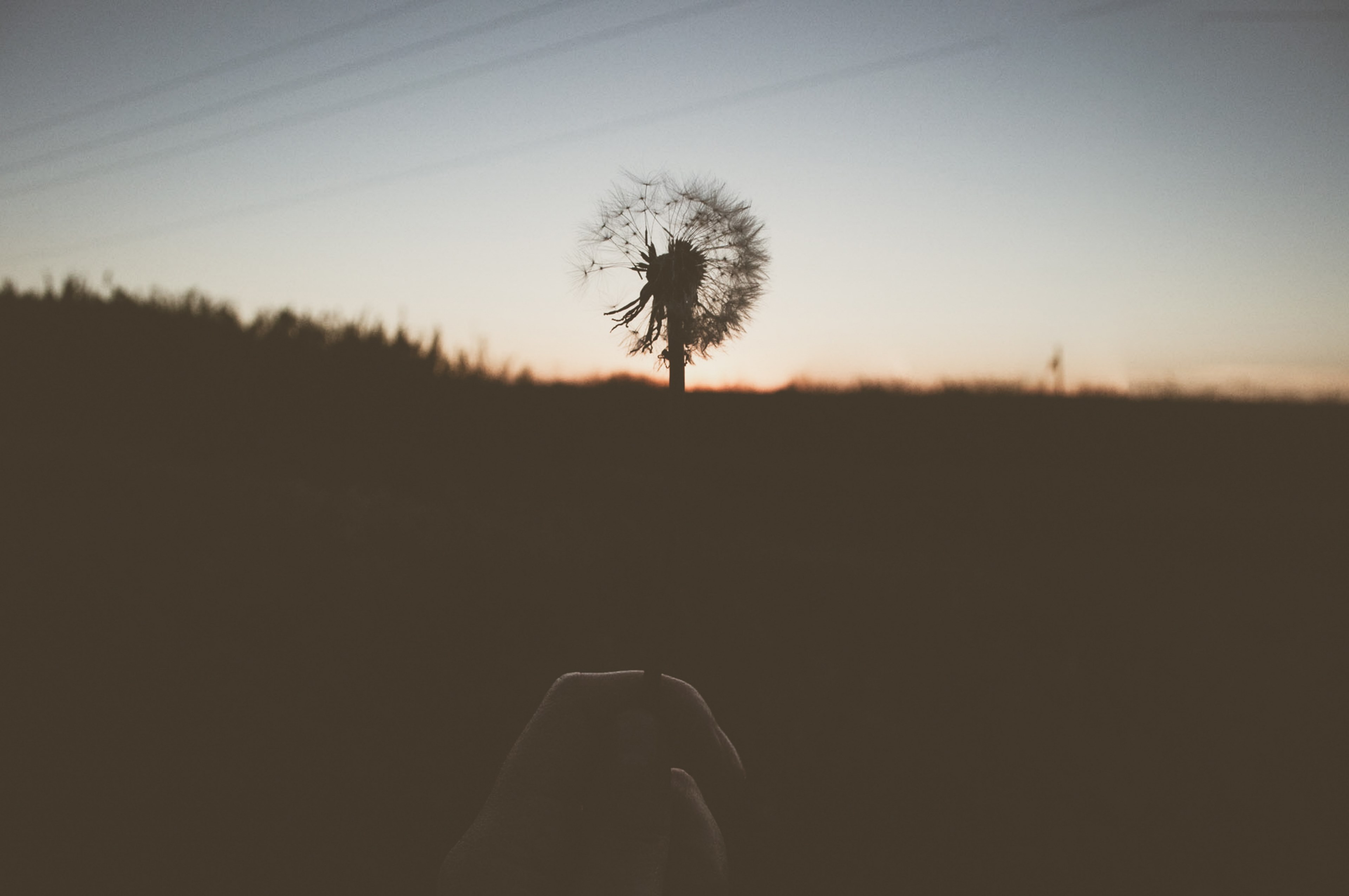 silhouette weed and holding 4k, HD Wallpaper