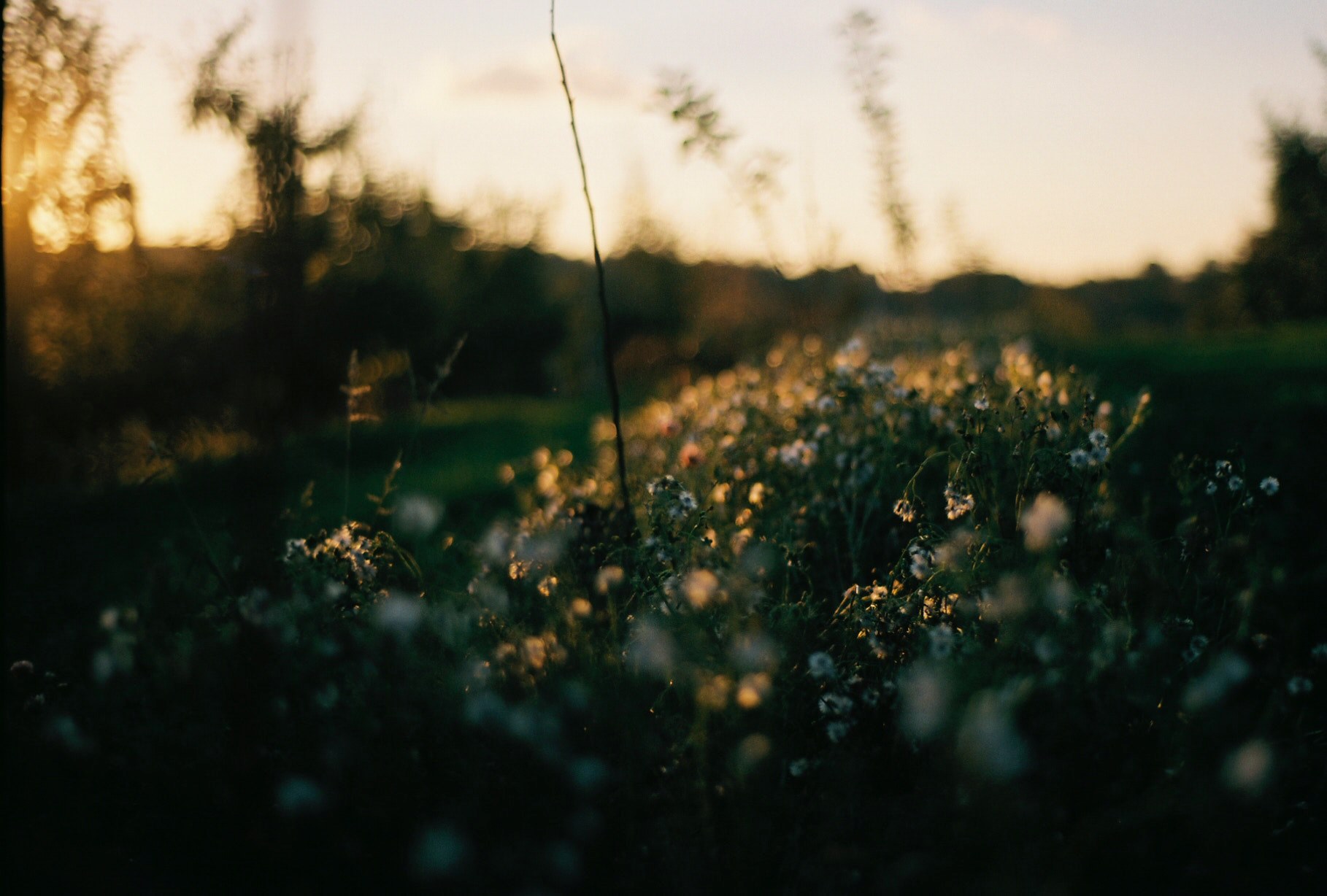a fuzzy shot of a patch of flowers during sunset, sunset meadow 4k, HD Wallpaper