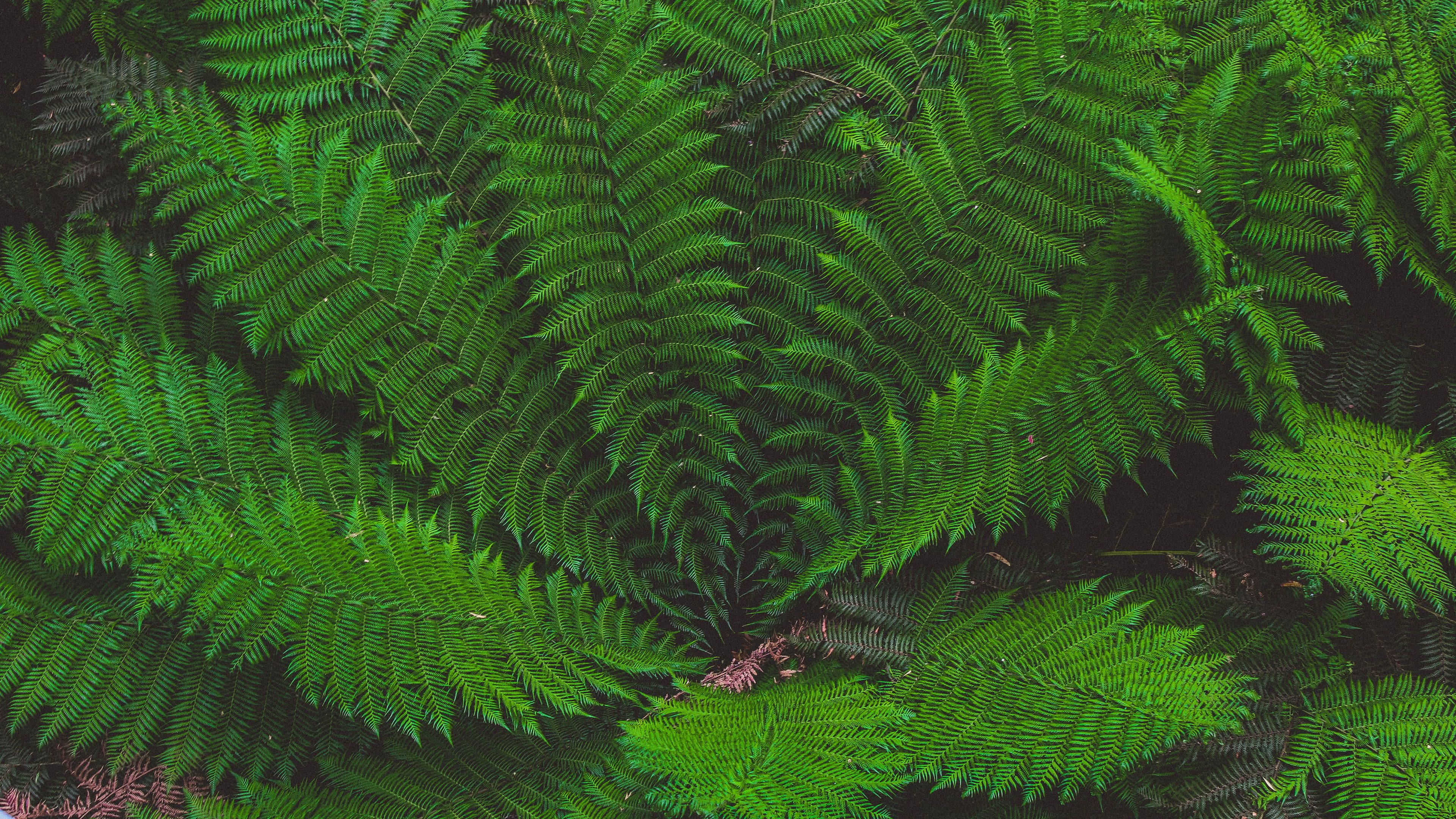 leaves, plant, green, 4k, HD Wallpaper