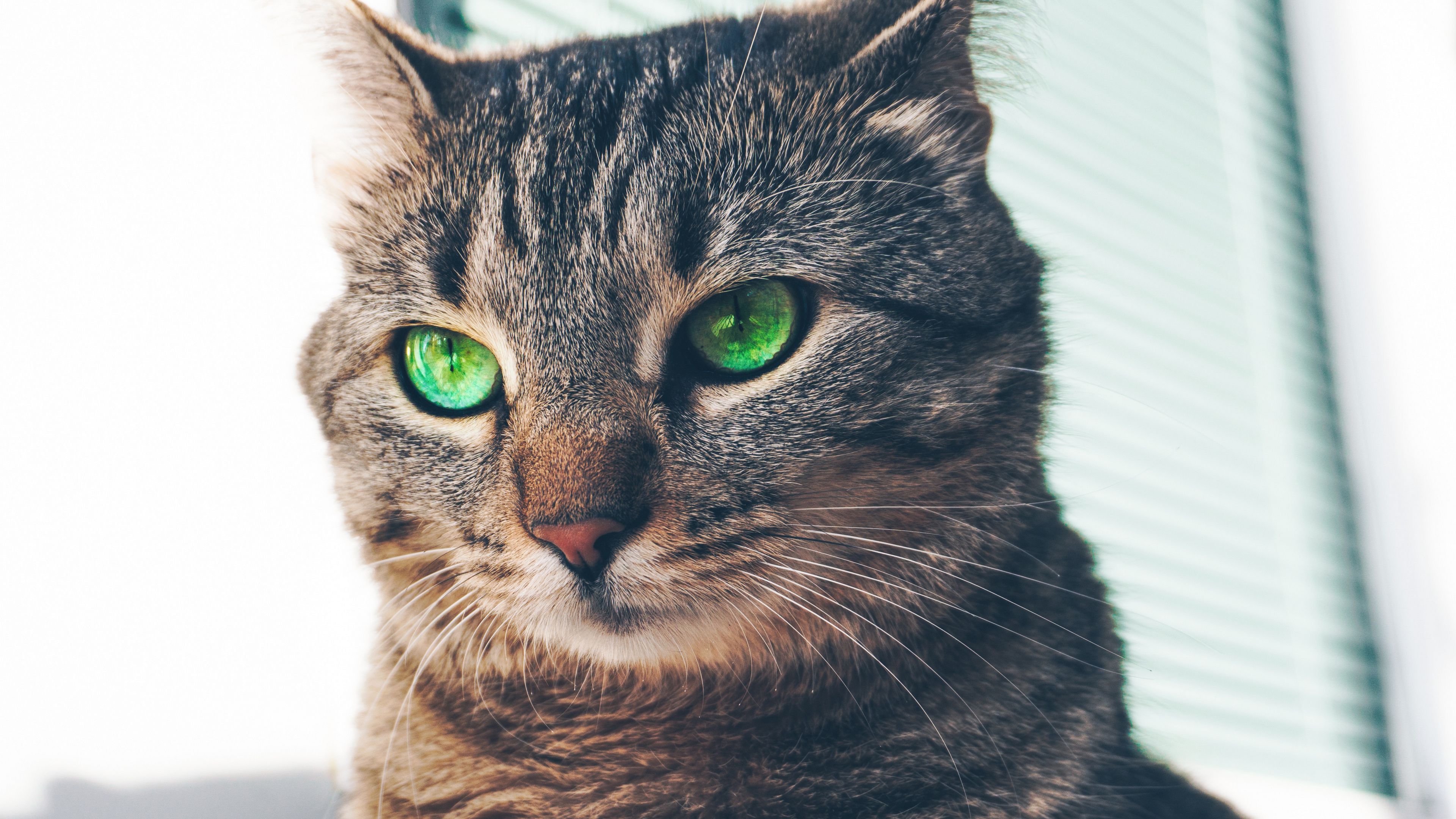 cat, green-eyed, muzzle, look, 4k, HD Wallpaper