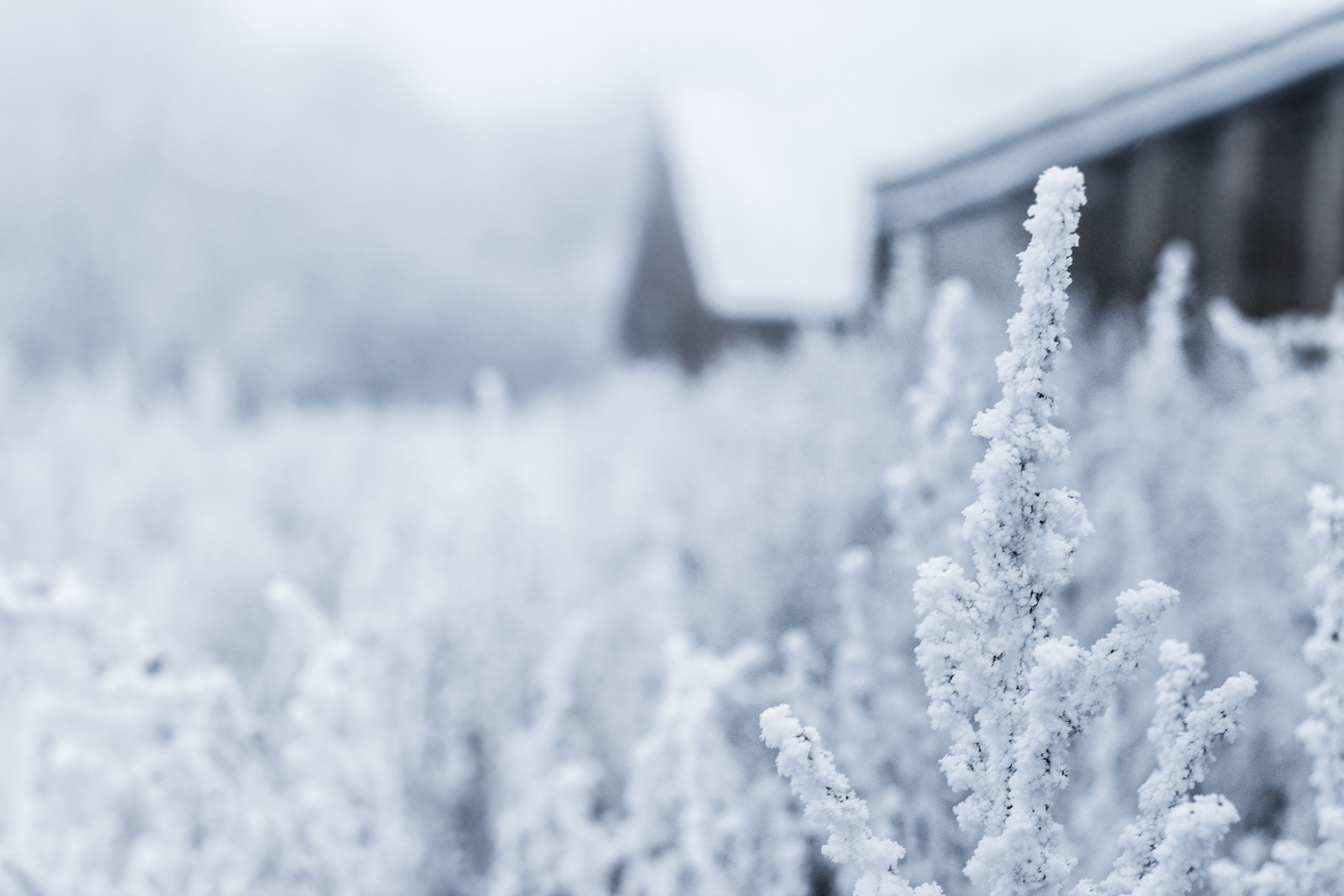 a field of plants covered in snow with part of a house visible in the background, field of snow covered plants 4k, HD Wallpaper