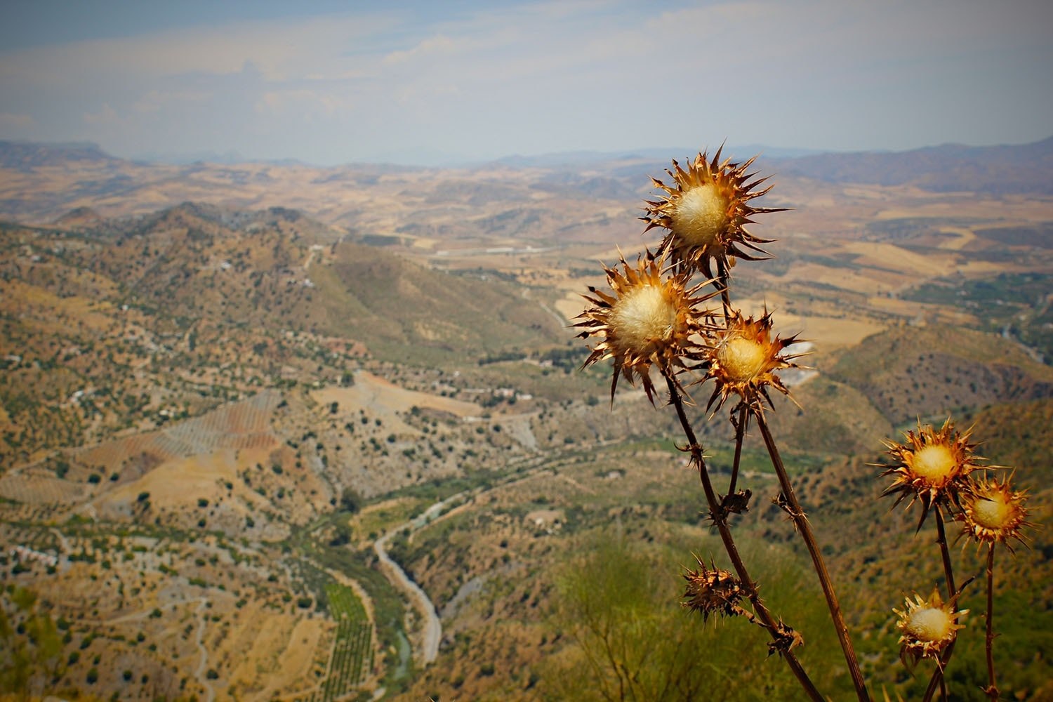 unique flower foliage in the dry desert terrain, unique desert flowers 4k, HD Wallpaper