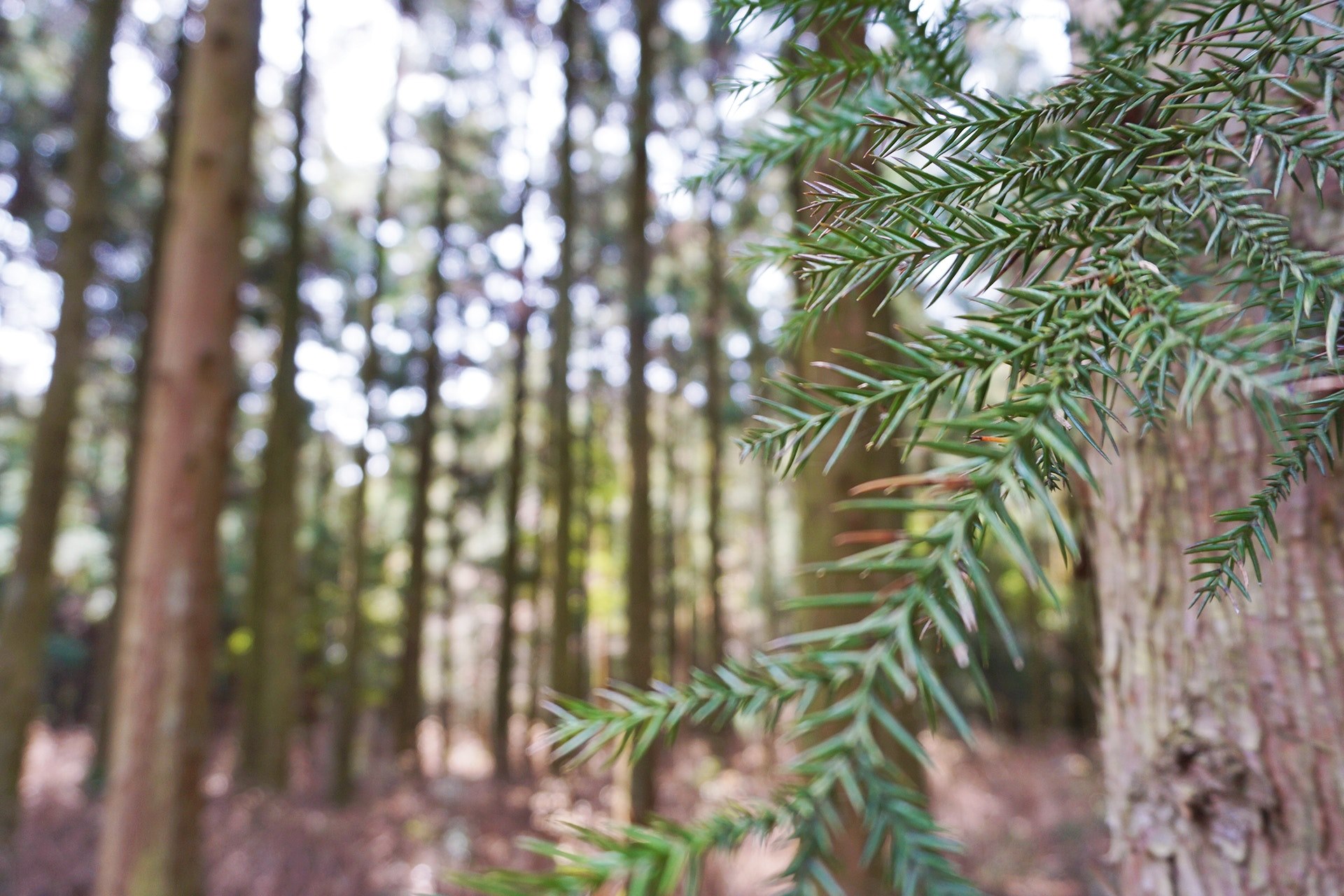 a closeup of a branch in a forest, forest branch 4k, HD Wallpaper