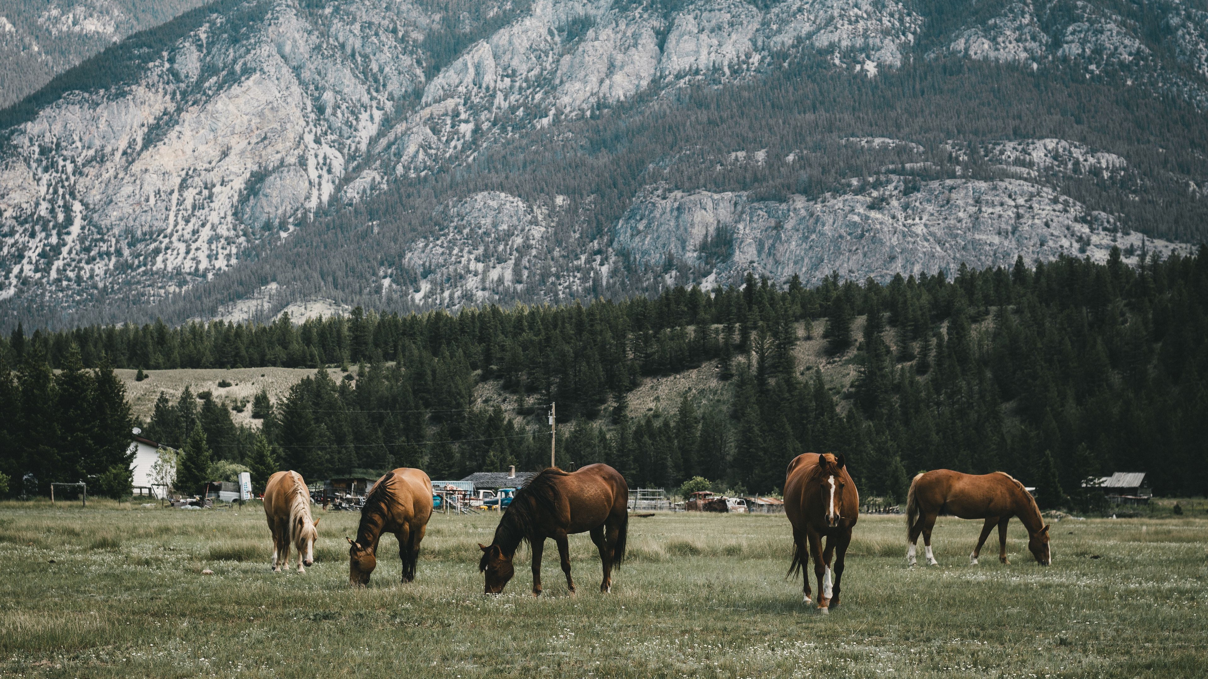 pasture, horses, mountains, 4k, HD Wallpaper
