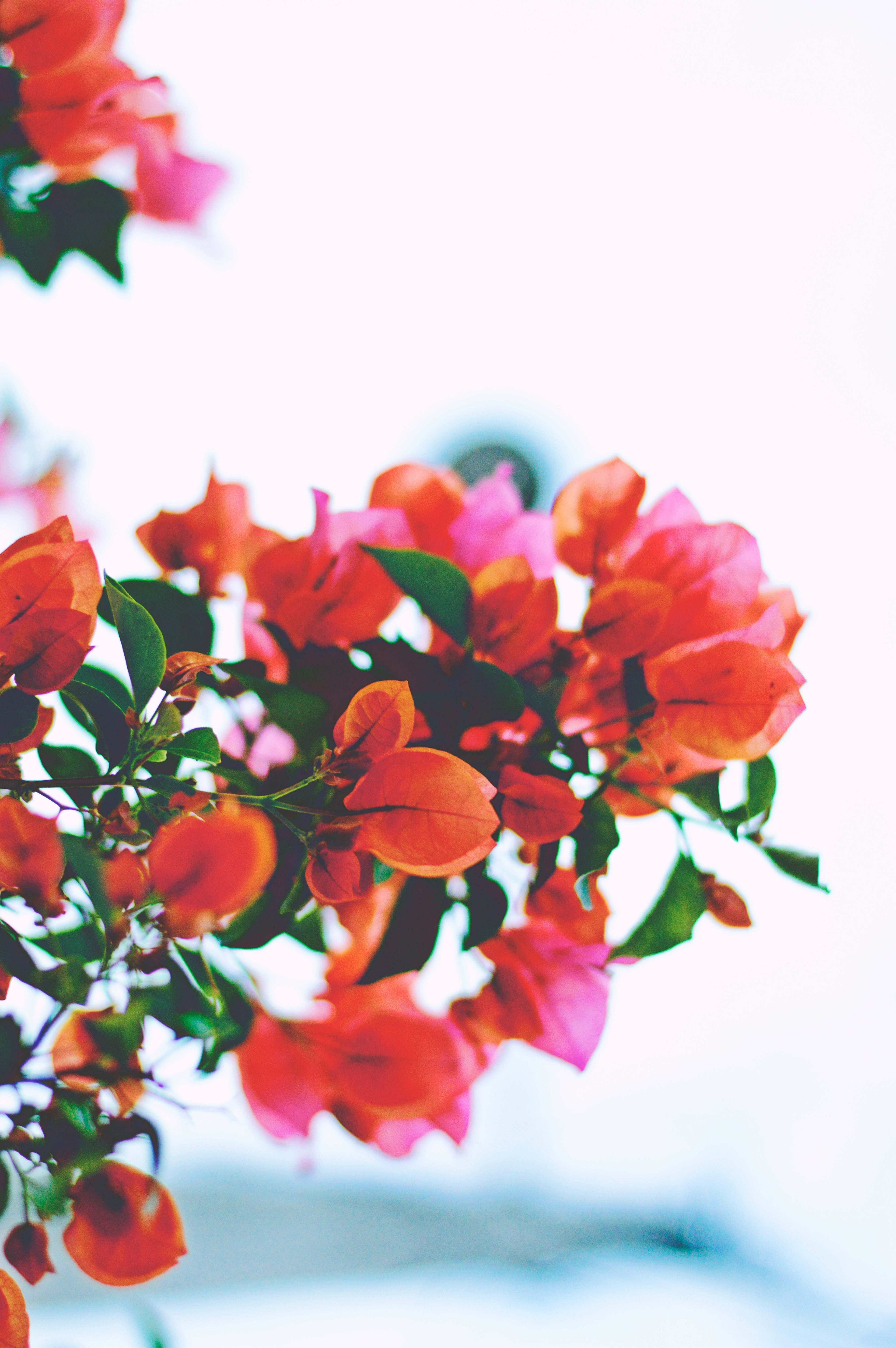 a low angle shot of flowers with thin red petals among green leaves, red and green plant 4k, Phone HD Wallpaper