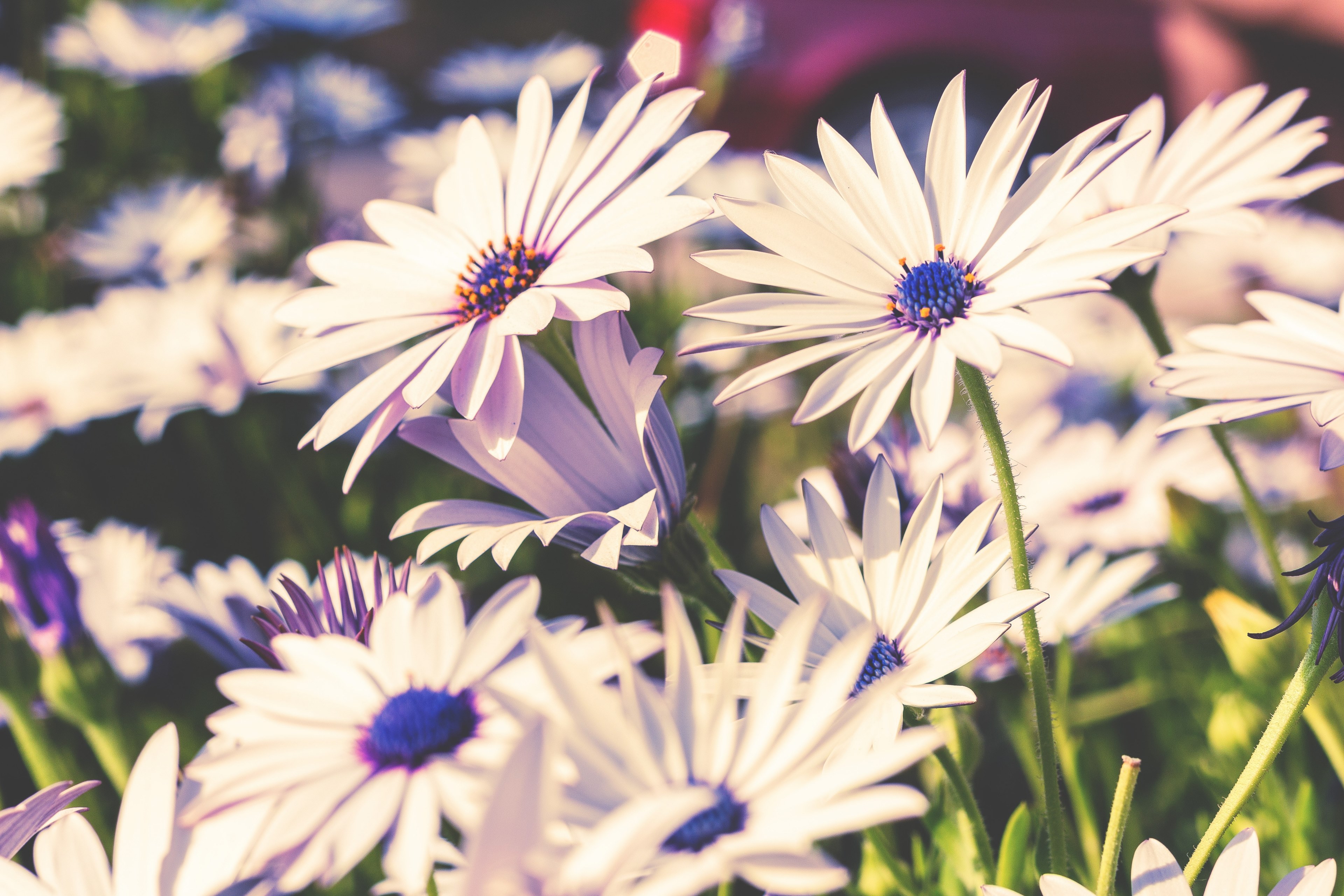flower petal bloom and daisy 4k, HD Wallpaper