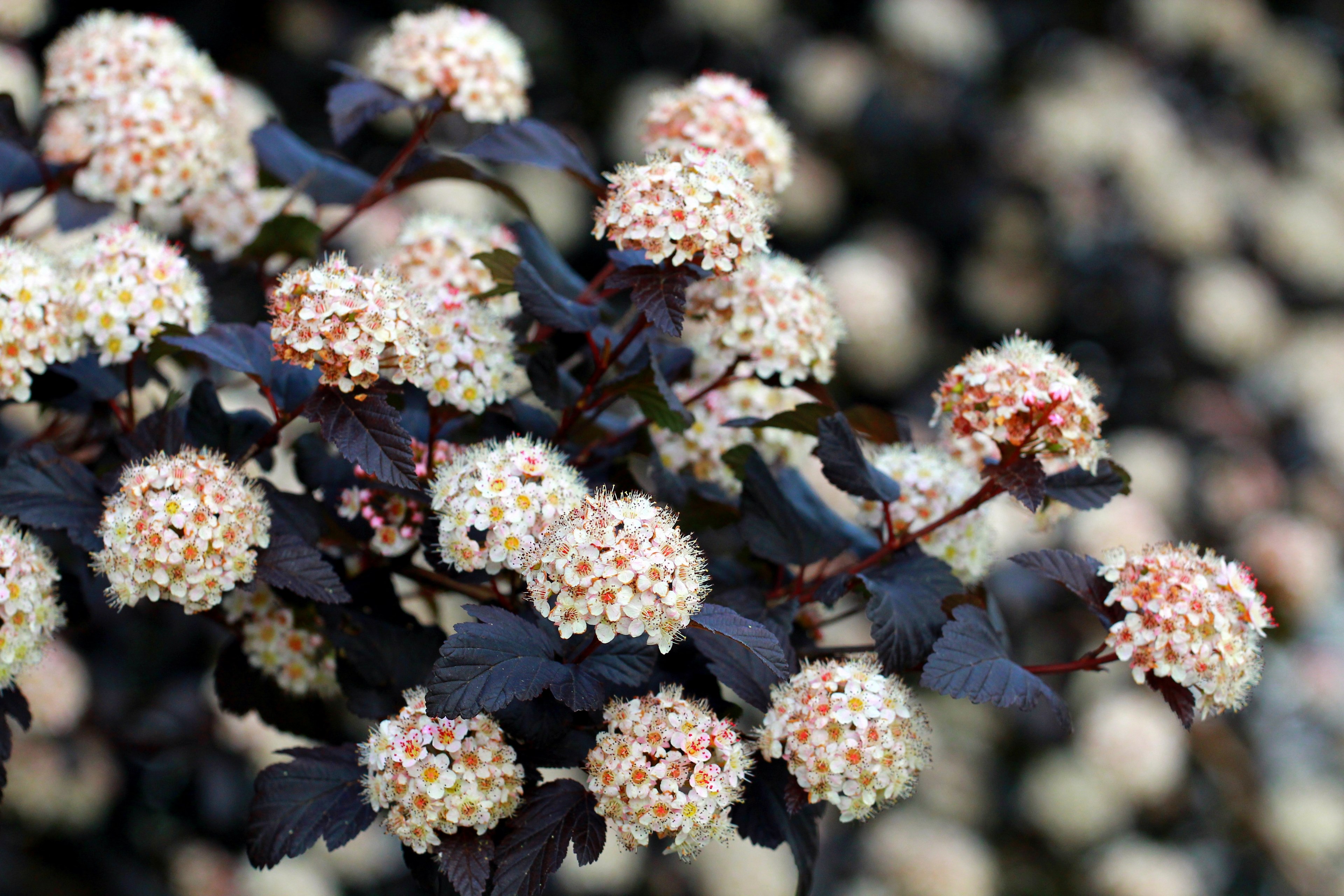 netherland nature and flower 4k, HD Wallpaper