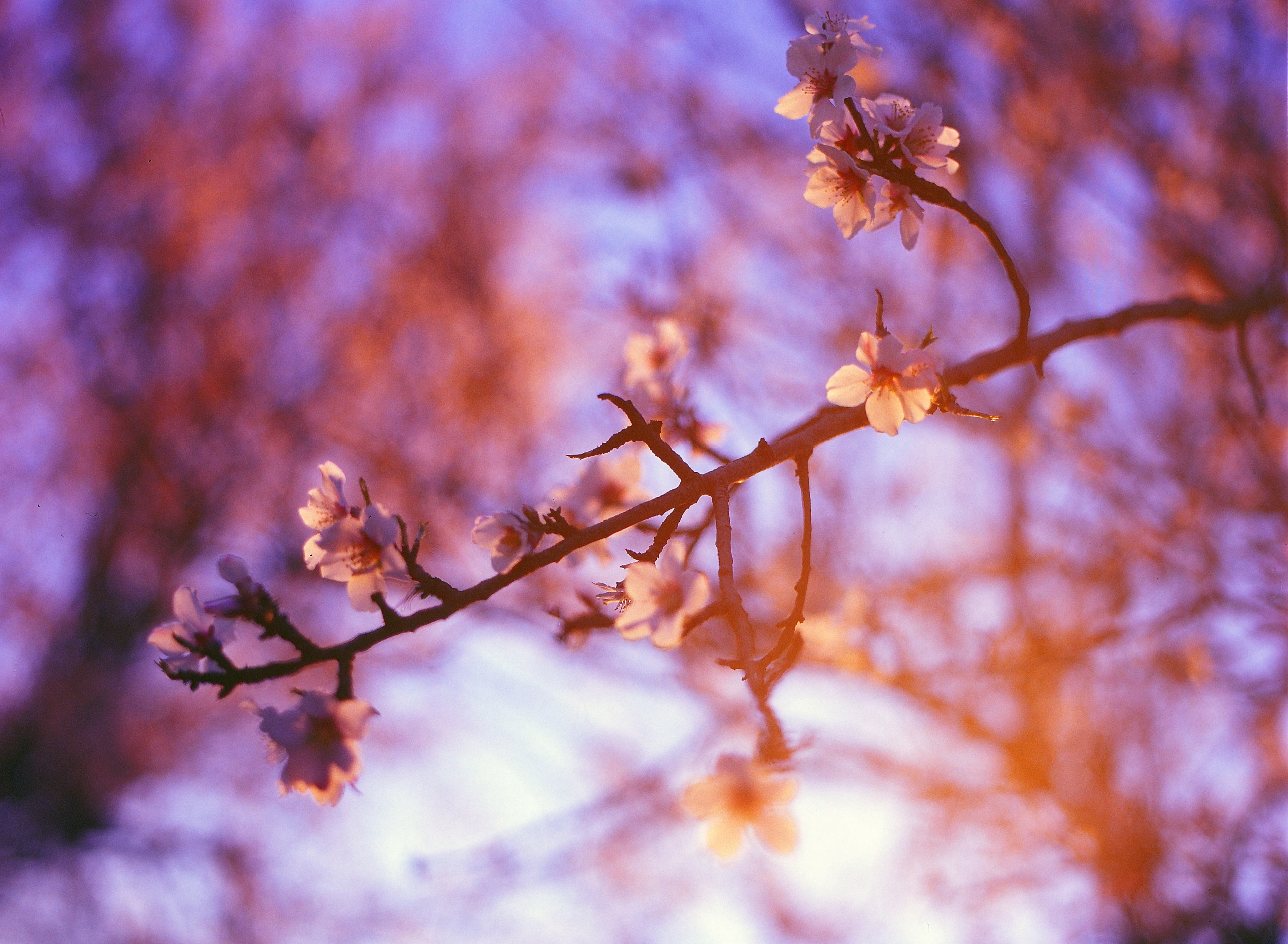 macro shot of floral spring blossom at sunset in budapest, blossom sunset budapest 4k, HD Wallpaper