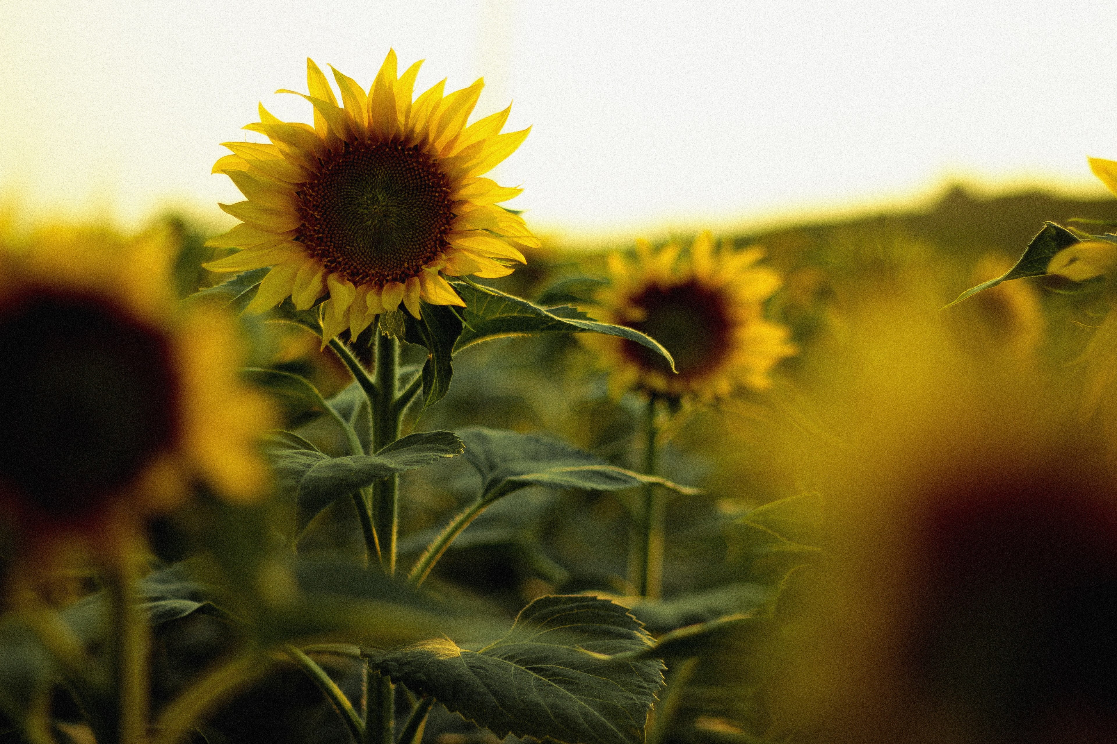 one macro sunflower in a field of obscure focus sunflowers during sunset at red ravine, sunflowers at dusk 4k, HD Wallpaper